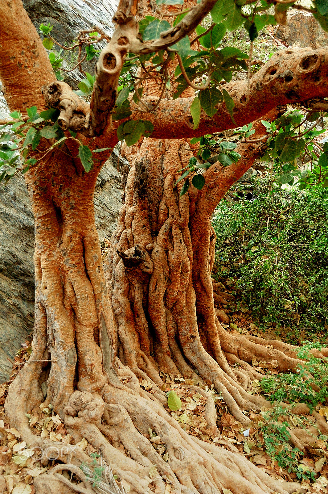 Nikon D70 sample photo. عتيق passe photography