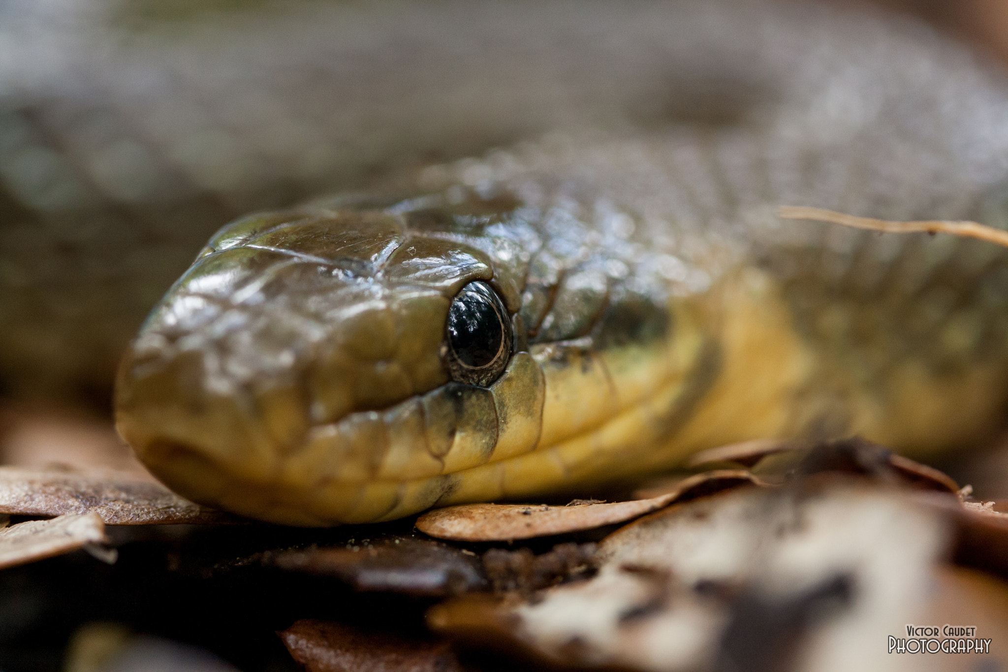 Canon EF-S 60mm F2.8 Macro USM sample photo. Culebra de esculapio (zamenis longissimus) photography