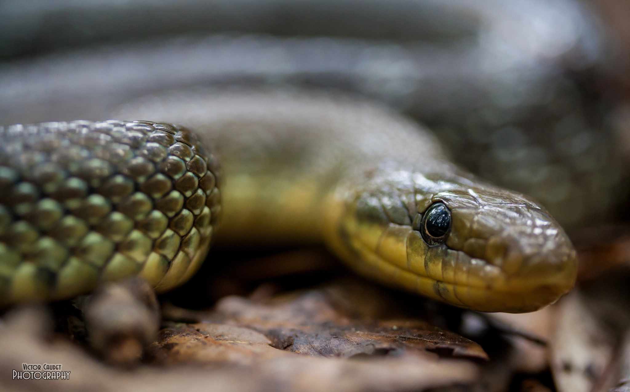 Canon EF-S 60mm F2.8 Macro USM sample photo. Culebra de esculapio (zamenis longissimus) photography