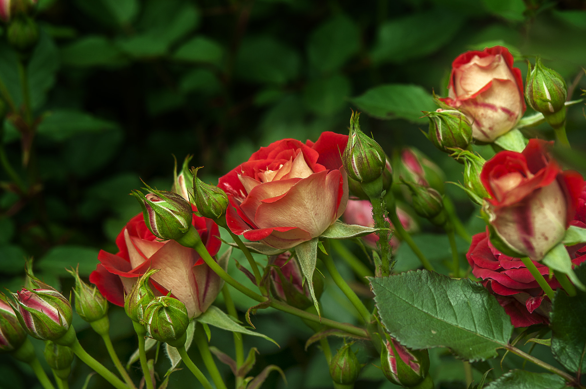 Nikon D300 + AF Micro-Nikkor 105mm f/2.8 sample photo. Розы photography