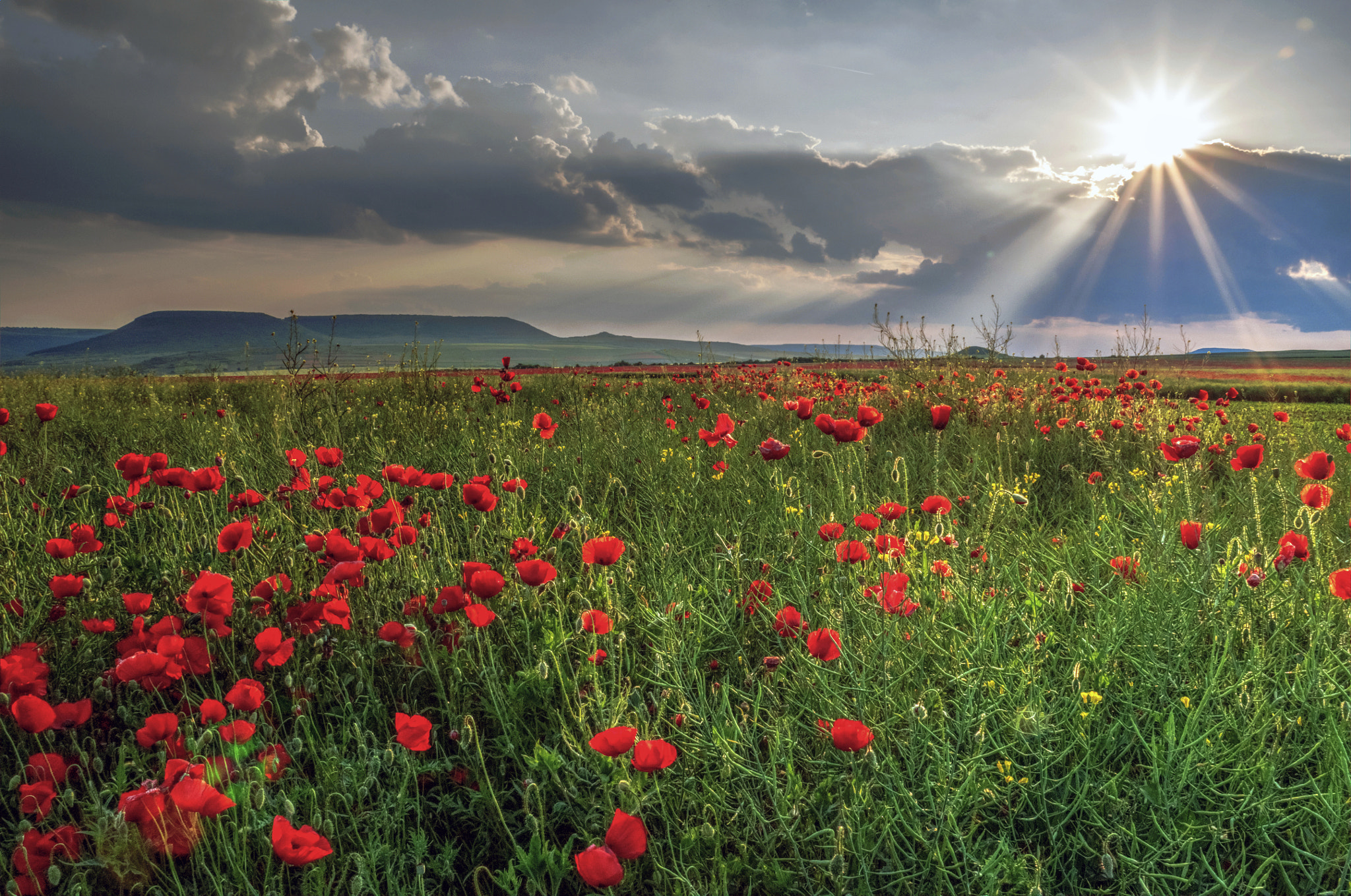 Sigma 18-200mm F3.5-6.3 DC OS HSM sample photo. Poppies photography