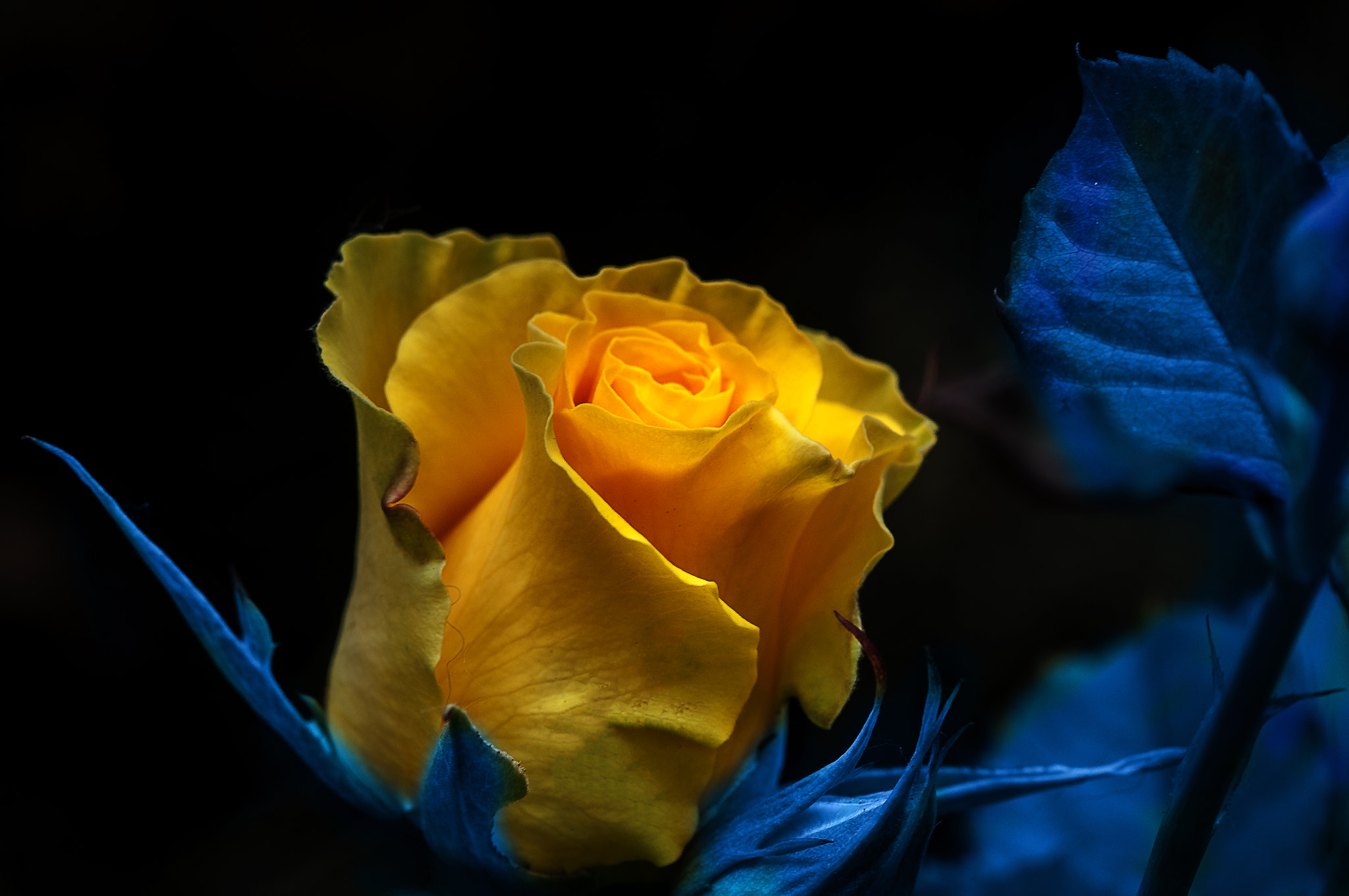 Nikon D300 + AF Micro-Nikkor 105mm f/2.8 sample photo. Роза photography