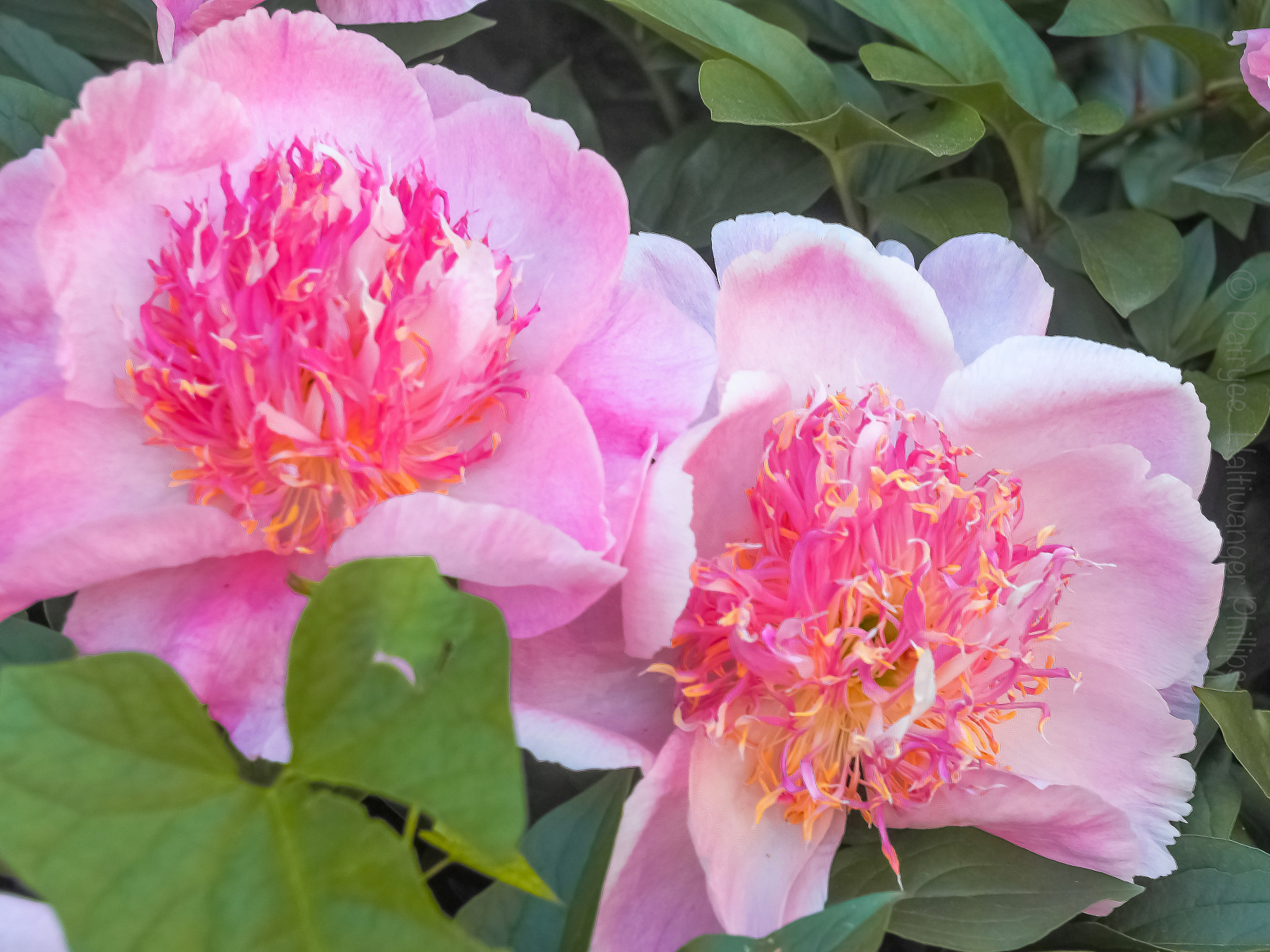 Olympus Zuiko Digital ED 40-150mm F4.0-5.6 sample photo. Pink joy photography