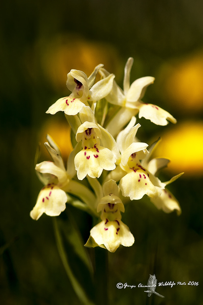 Sigma APO Macro 150mm f/2.8 EX DG HSM sample photo. Orchidea sambucina o giglio sambucino photography