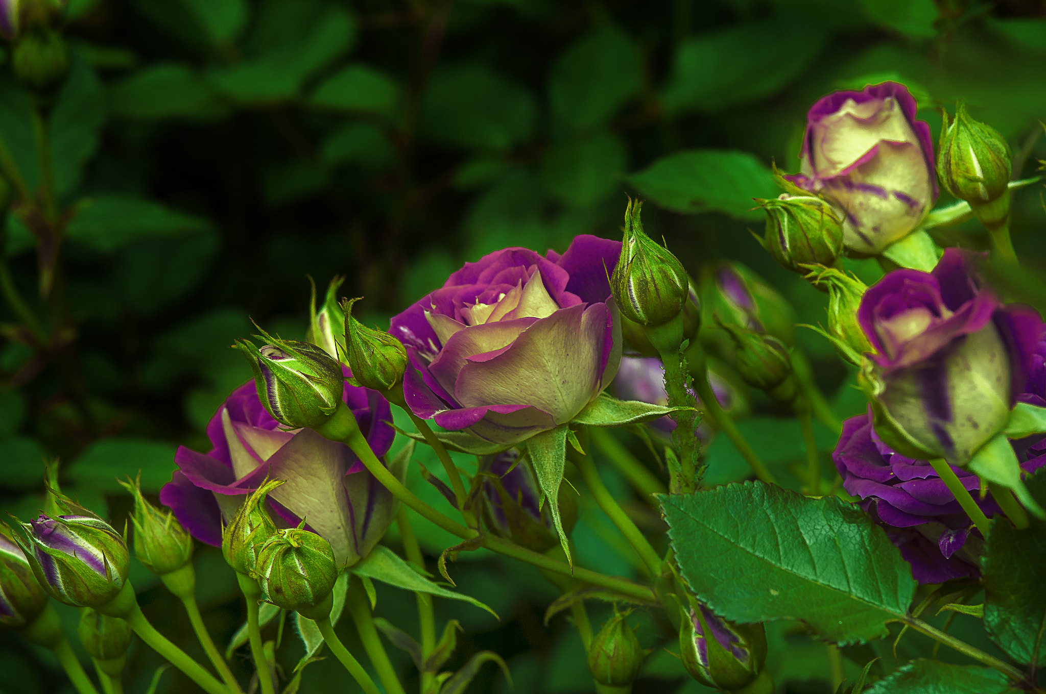 Nikon D300 + AF Micro-Nikkor 105mm f/2.8 sample photo. Розовая семейка photography