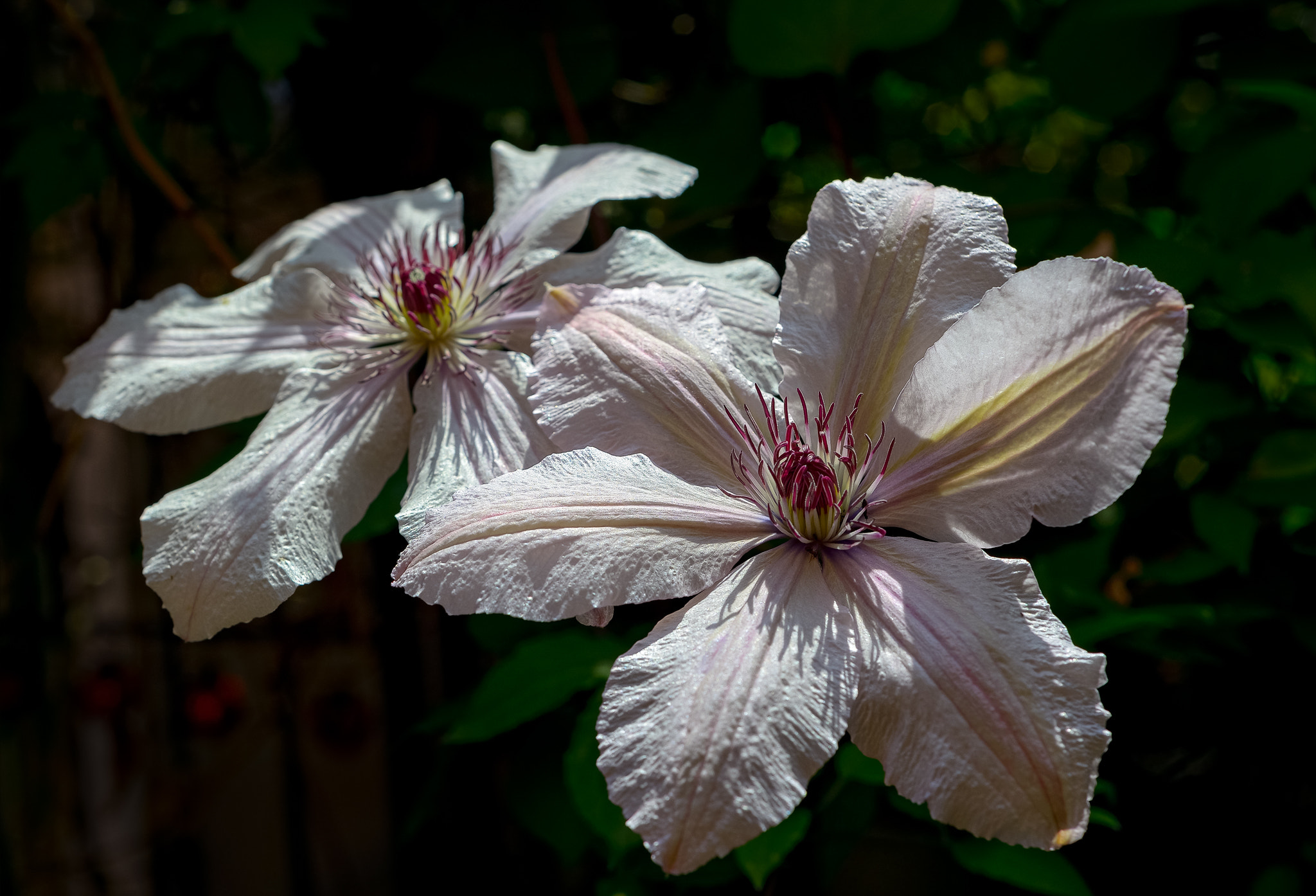 Nikon D800 + AF Nikkor 50mm f/1.8 sample photo. Clematis giants photography