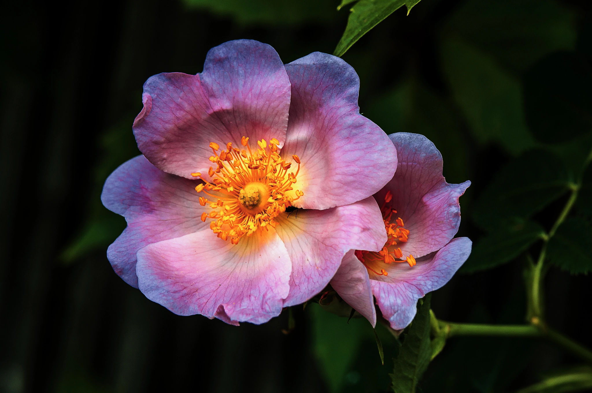Nikon D300 + AF Micro-Nikkor 105mm f/2.8 sample photo. Цветы photography