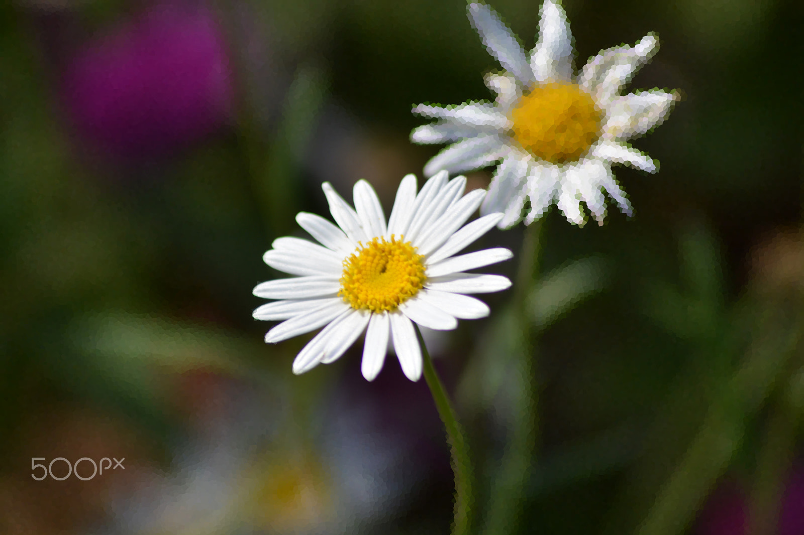 Nikon AF Nikkor 70-300mm F4-5.6G sample photo. White flowers photography