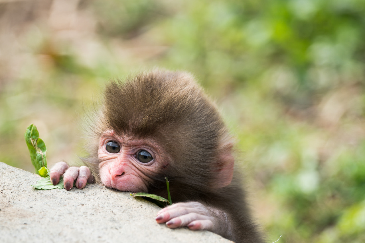 Sony a7R II + Sony 70-400mm F4-5.6 G SSM II sample photo. Childhood photography