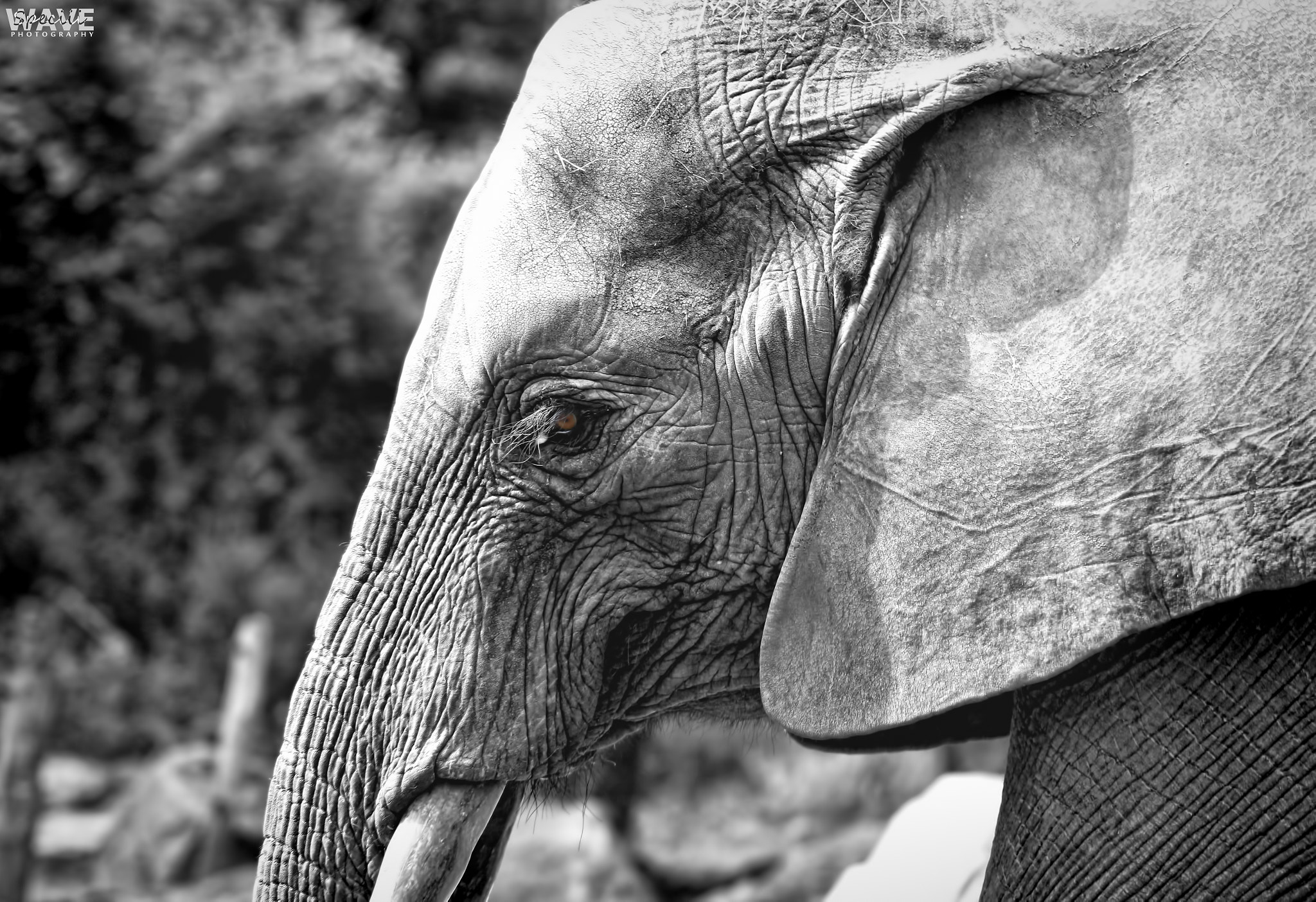 Tamron SP 35mm F1.8 Di VC USD sample photo. Elephant photography