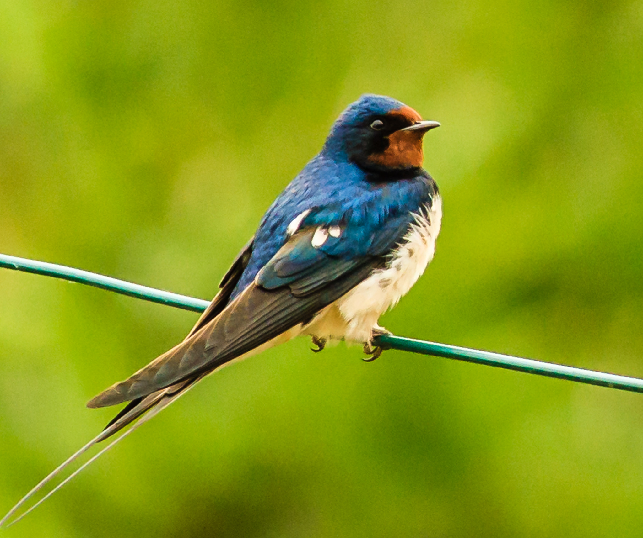 Canon EF 300mm F4L IS USM sample photo. Schwalbe photography