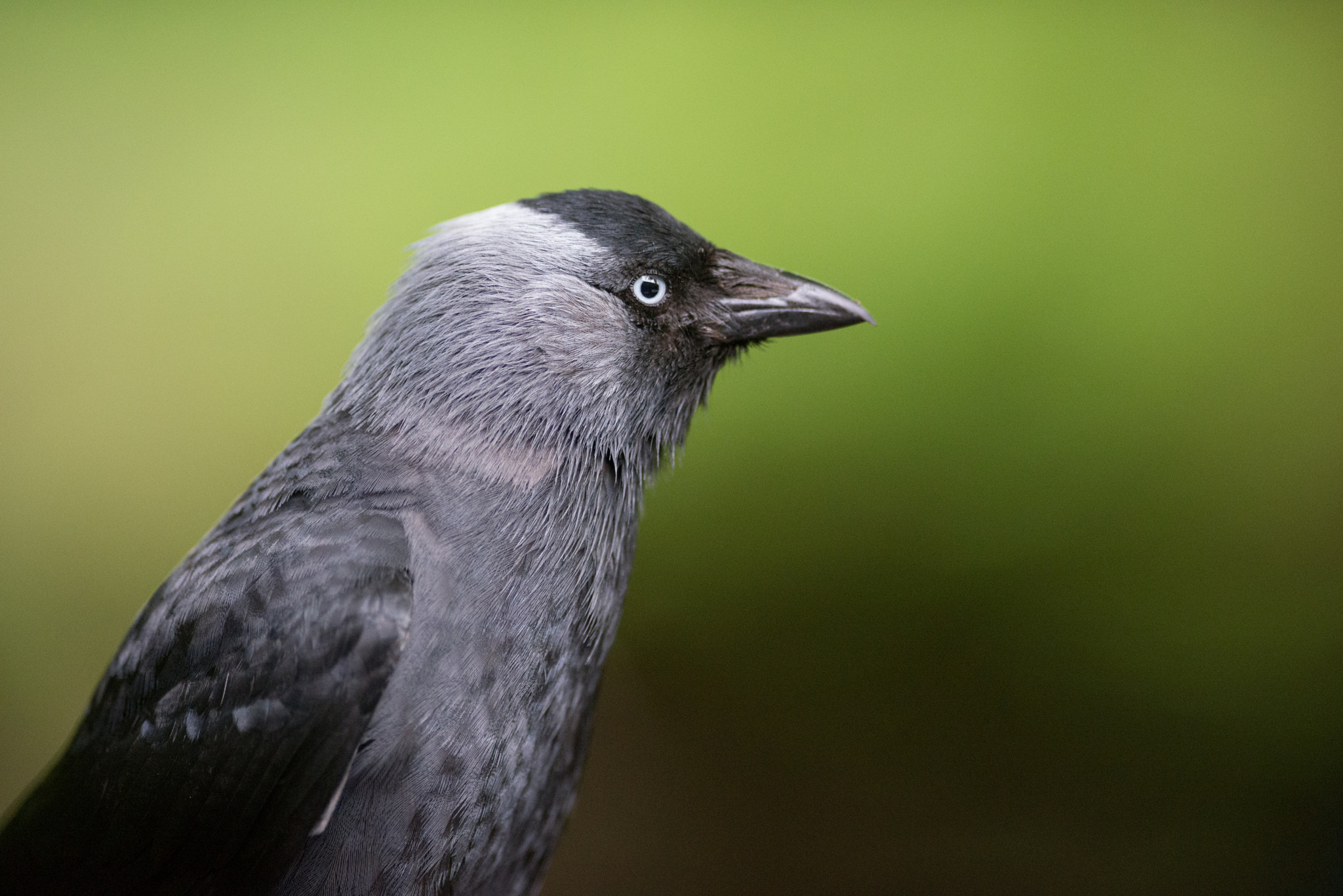 Nikon AF-S Nikkor 300mm F2.8G ED VR II sample photo. Jackdaw photography