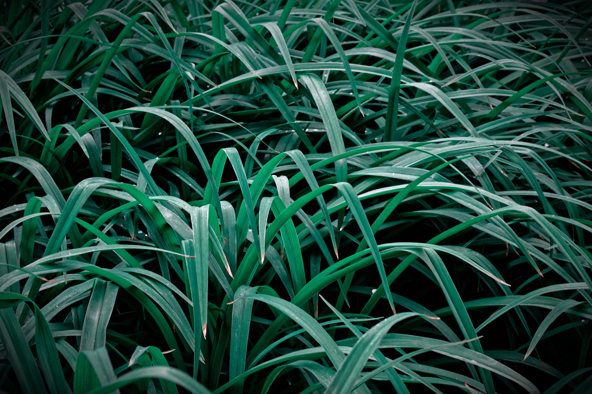 Nikon D7100 + AF Zoom-Nikkor 28-70mm f/3.5-4.5D sample photo. Grass at morning photography