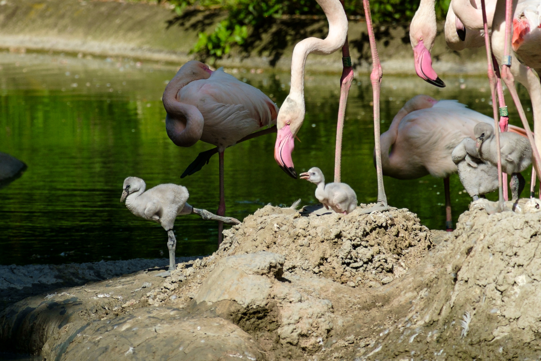 Fujifilm X-Pro1 + Fujifilm XC 50-230mm F4.5-6.7 OIS sample photo. Stretching - feeding - napping photography