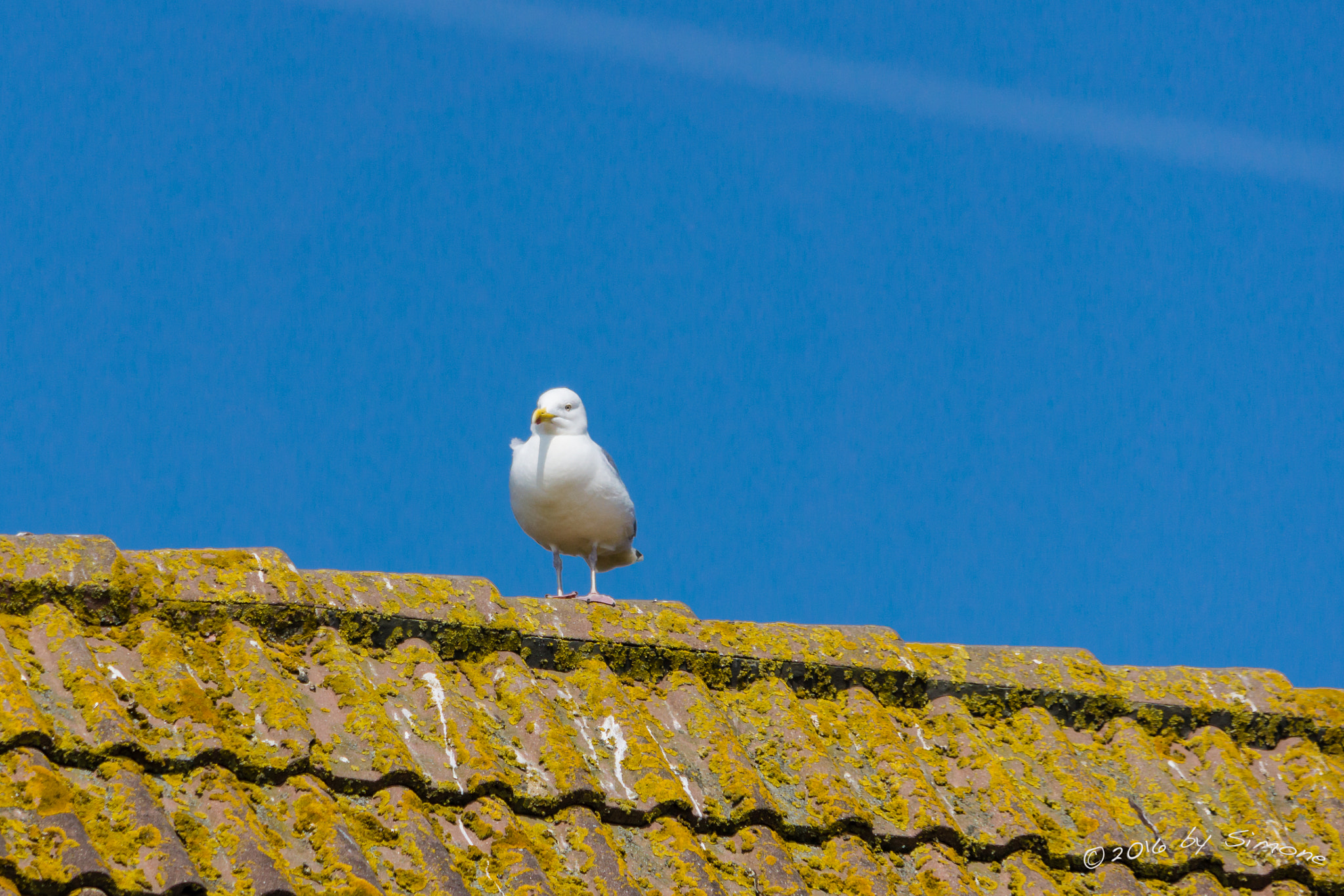 Sony a6000 + Sony FE 24-240mm F3.5-6.3 OSS sample photo. Silbermöwe auf dem dach photography