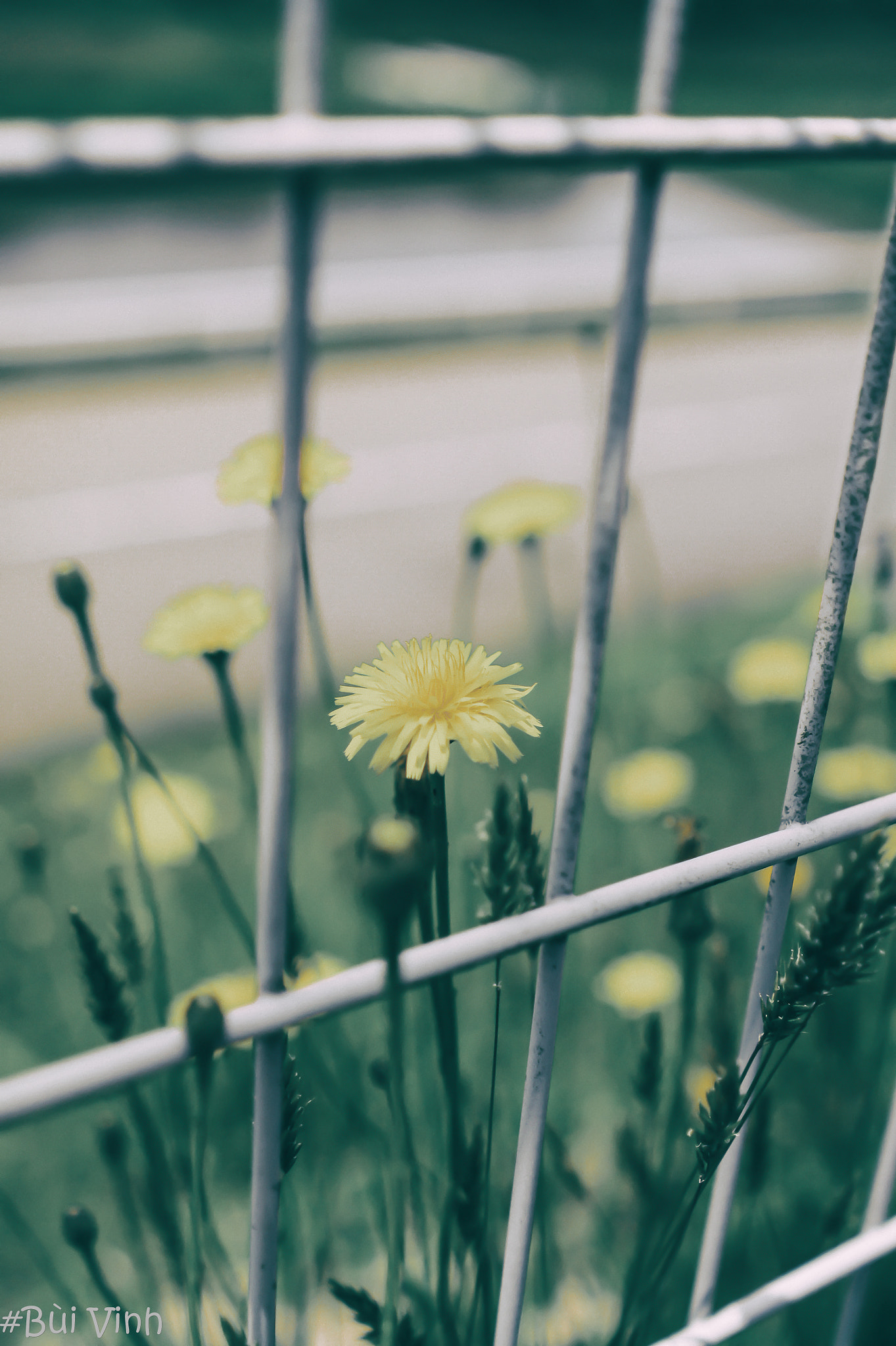 Sony Alpha NEX-5 + Minolta AF 28mm F2 sample photo. Dandelion flower photography