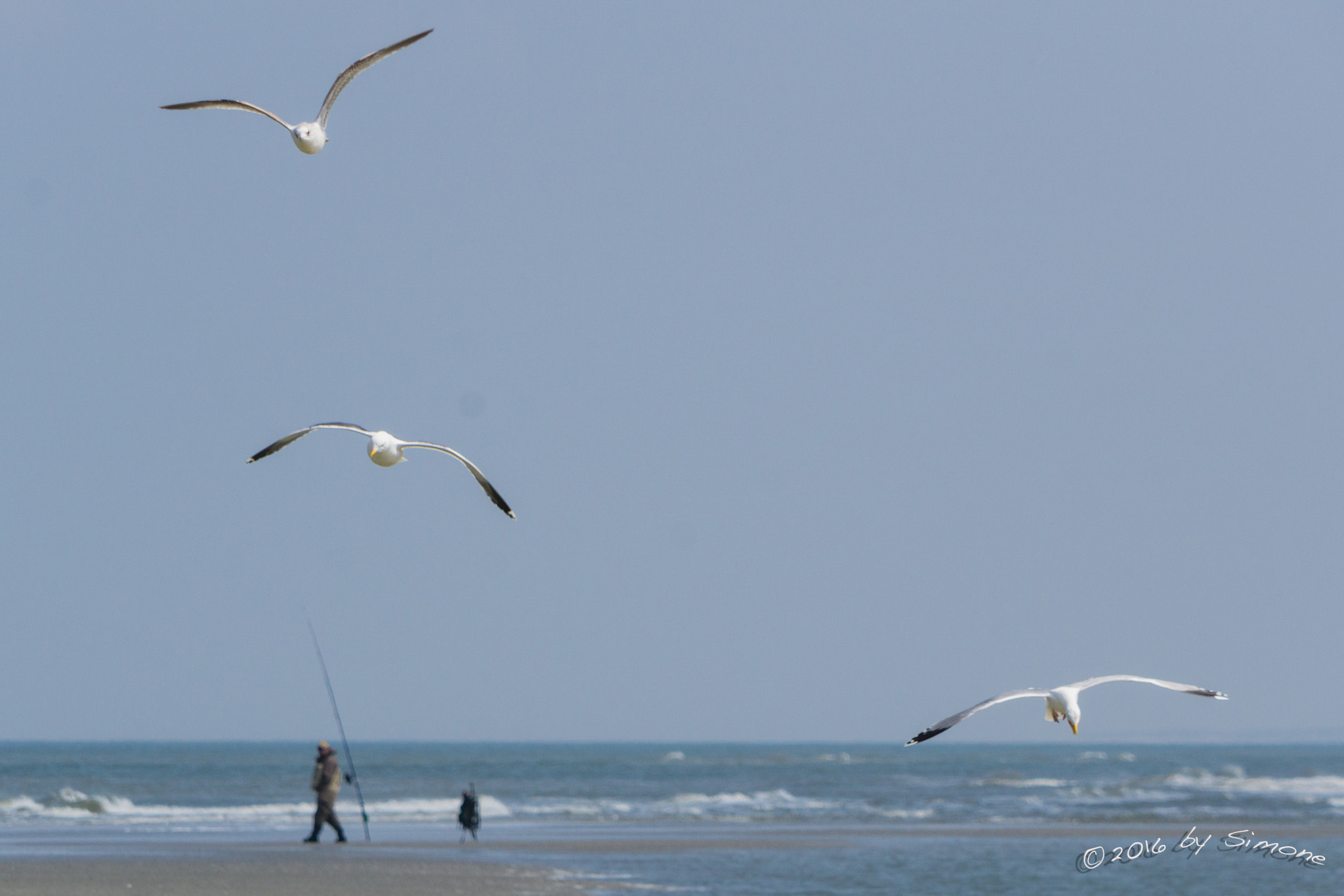Sony a6000 + Sony FE 24-240mm F3.5-6.3 OSS sample photo. Silbermöwen und angler am strand photography