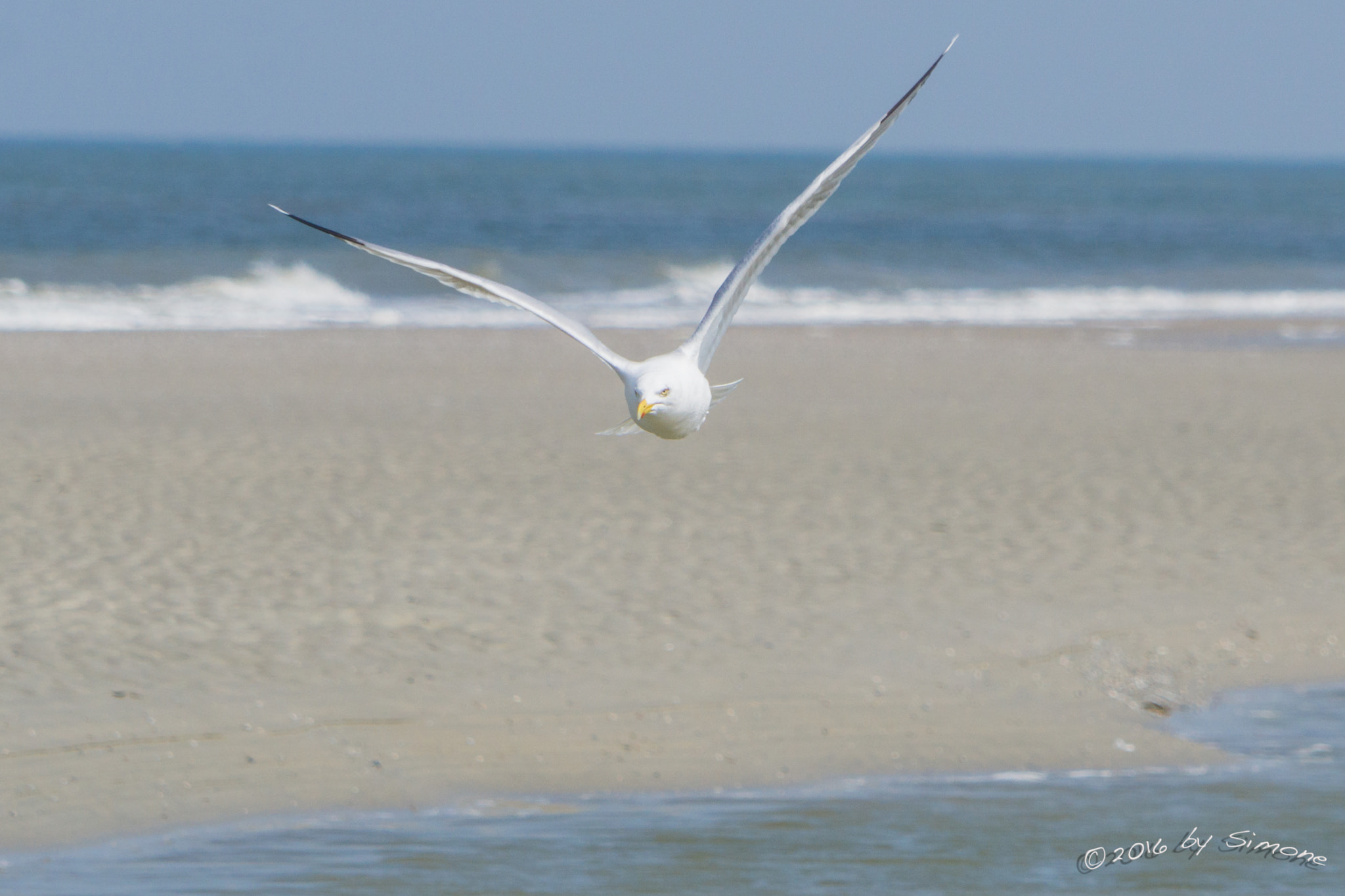 Sony a6000 + Sony FE 24-240mm F3.5-6.3 OSS sample photo. Silbermöwe photography