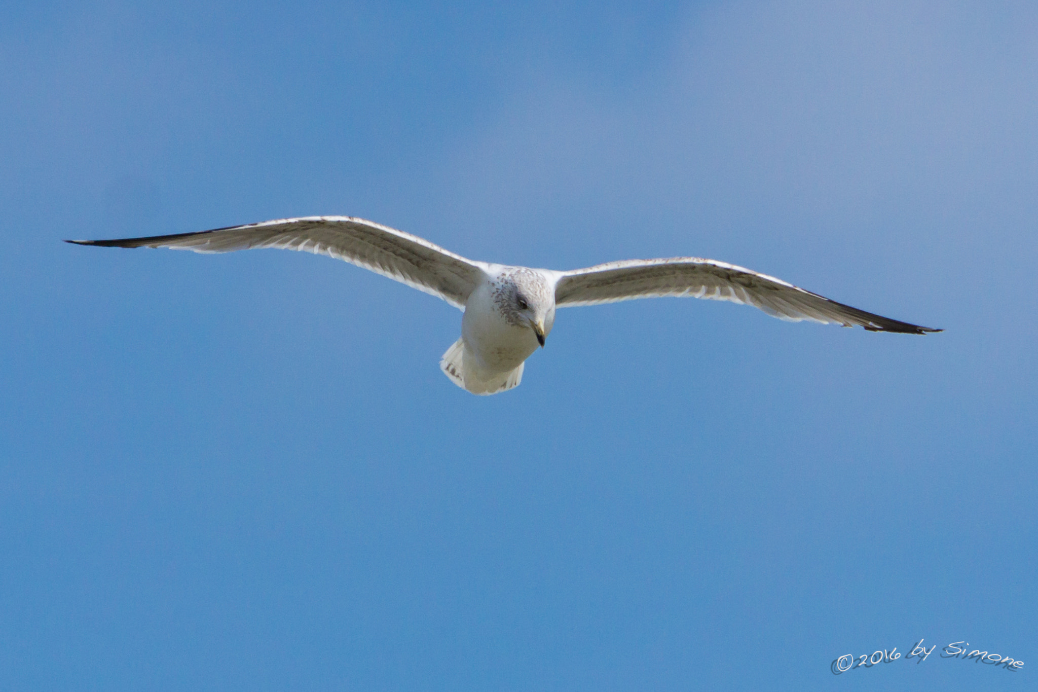 Sony a6000 + Sony FE 24-240mm F3.5-6.3 OSS sample photo. Möwe an der nordsee photography