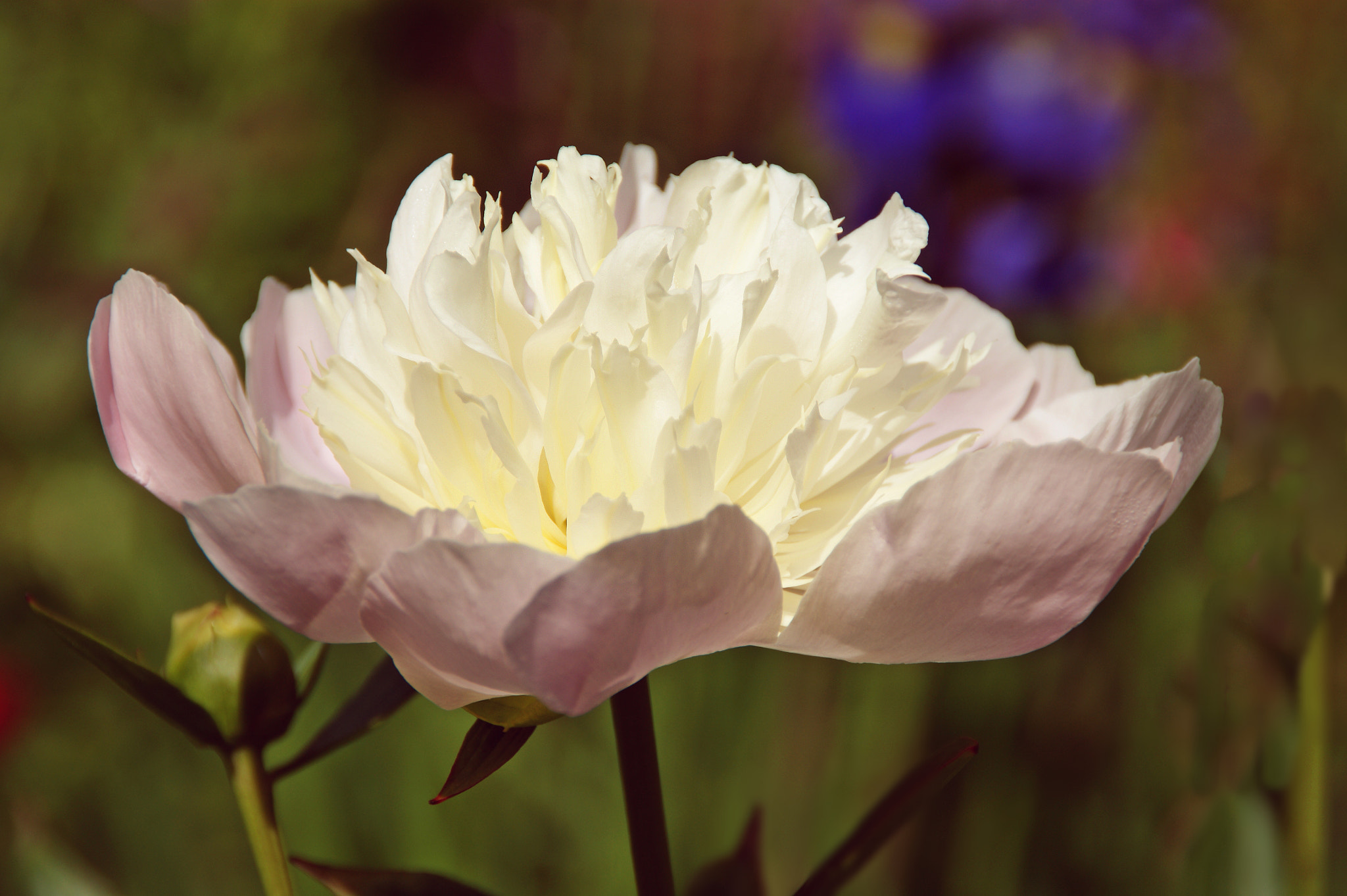 Sony Alpha DSLR-A290 sample photo. Peony photography