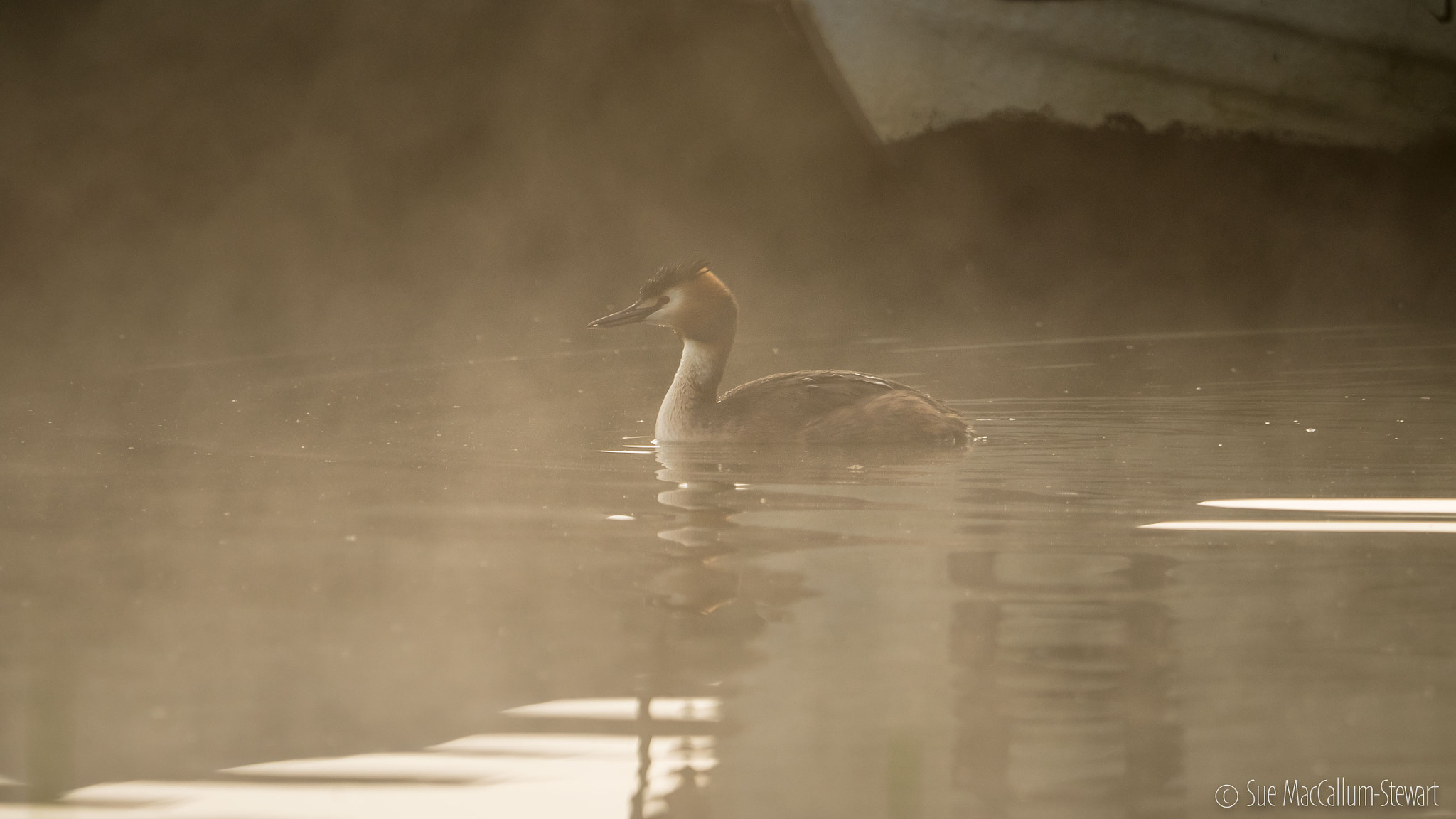 Olympus OM-D E-M1 + M.300mm F4.0 + MC-14 sample photo. A misty morning at arlington photography