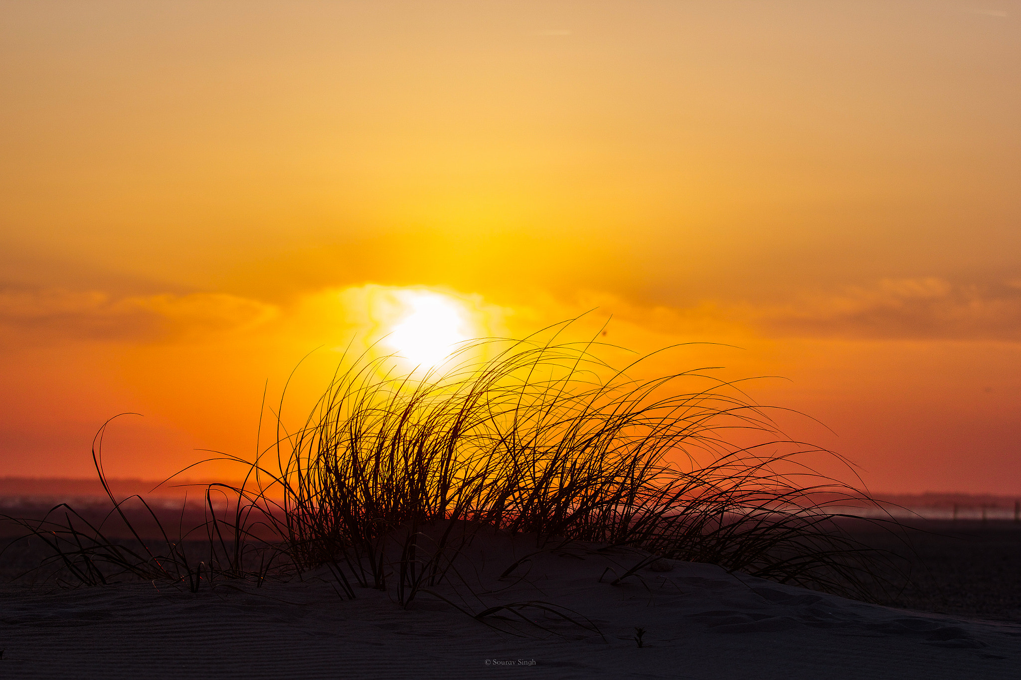 Canon EF 70-200mm F2.8L IS II USM sample photo. Golden shimmer photography