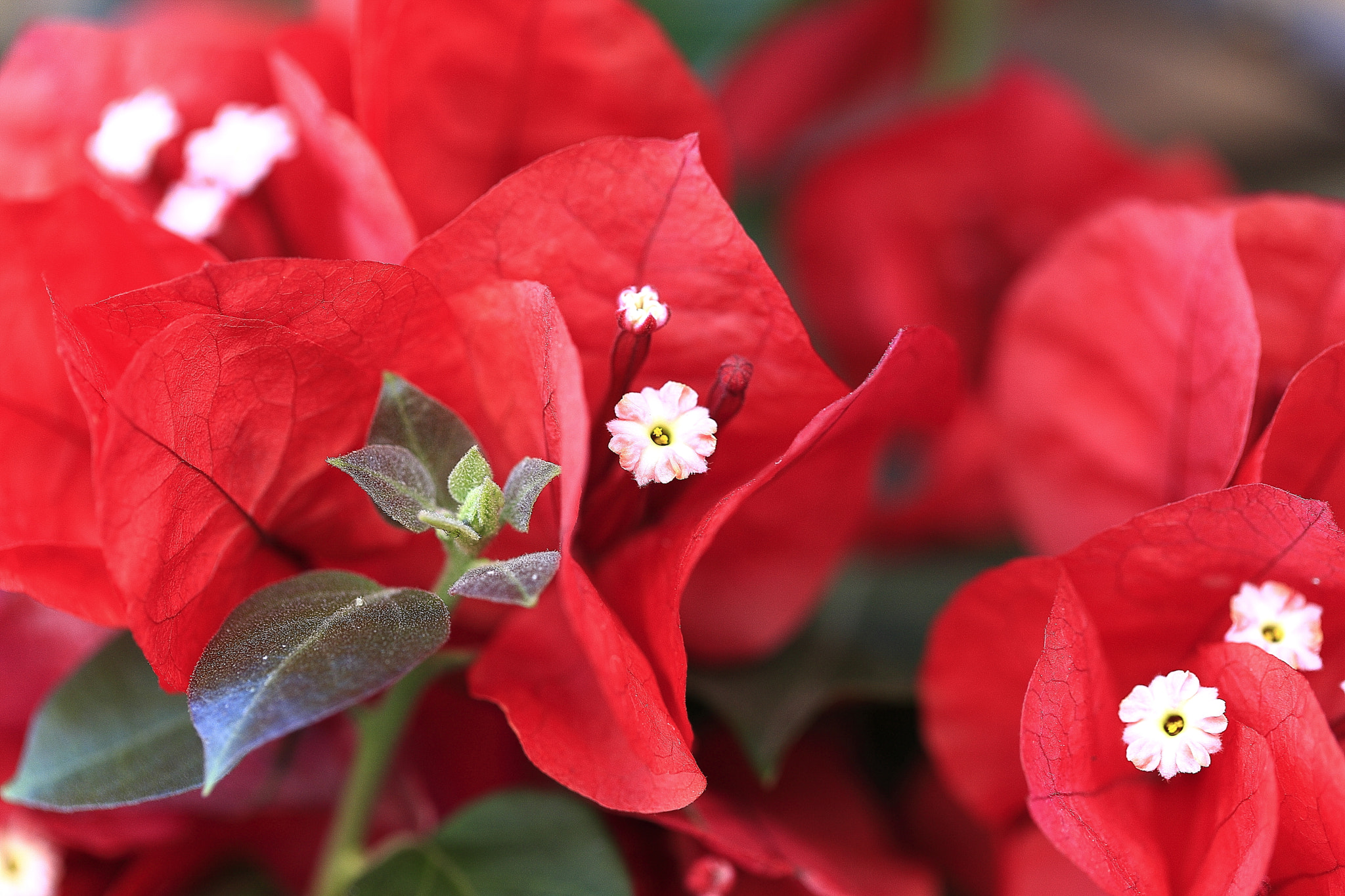 Canon EOS-1Ds Mark III sample photo. Spring flower photography