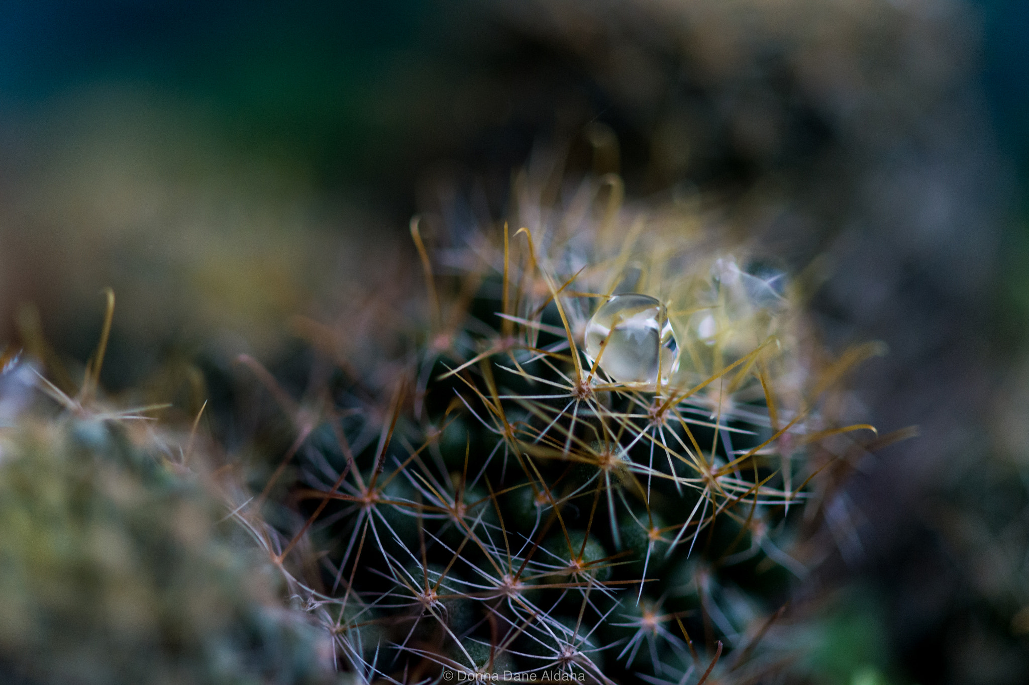Nikon Df sample photo. Rainy day wednesday photography