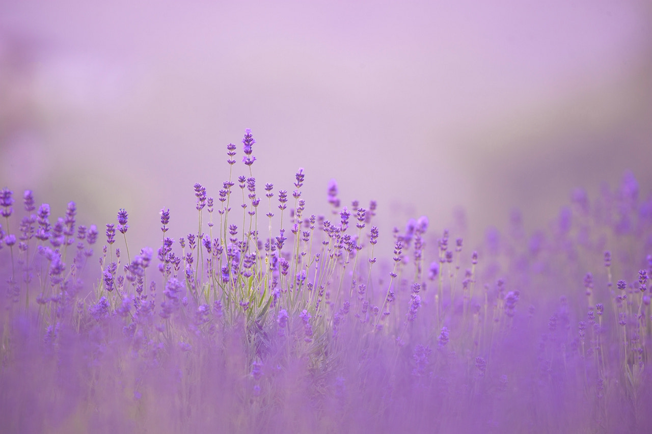 Nikon D3 sample photo. 副本 副本 photography