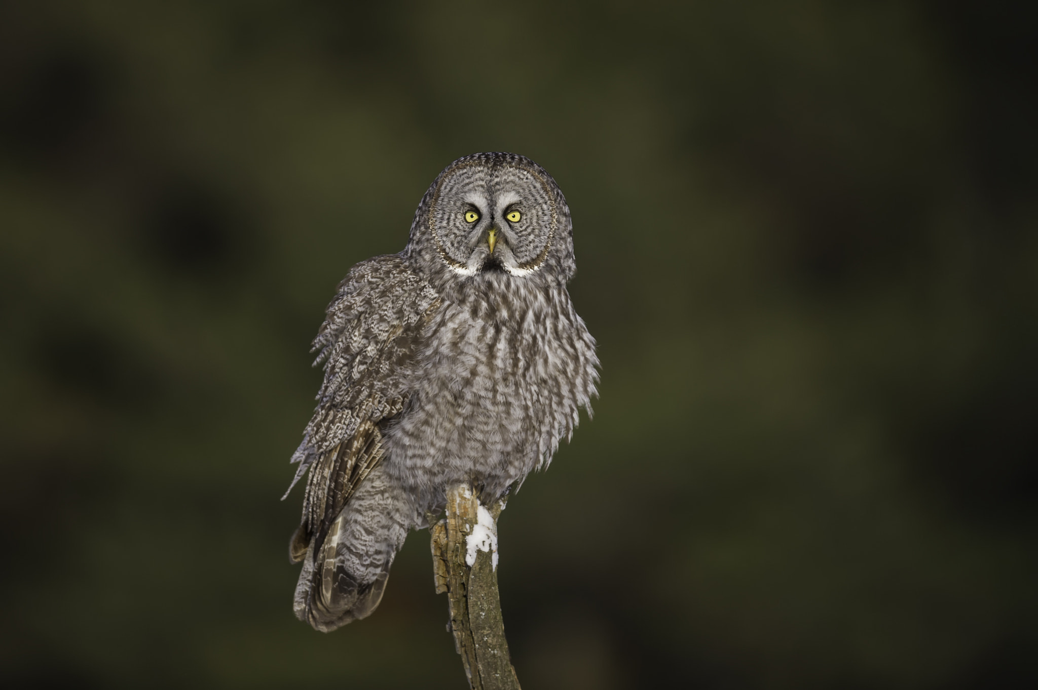 Nikon AF-S Nikkor 400mm F2.8G ED VR II sample photo. Think big... photography