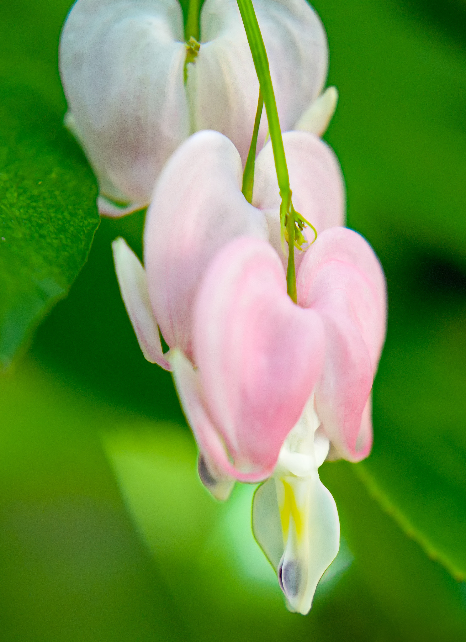 Nikon D800 + AF Nikkor 50mm f/1.8 sample photo. The bleeding hearts photography