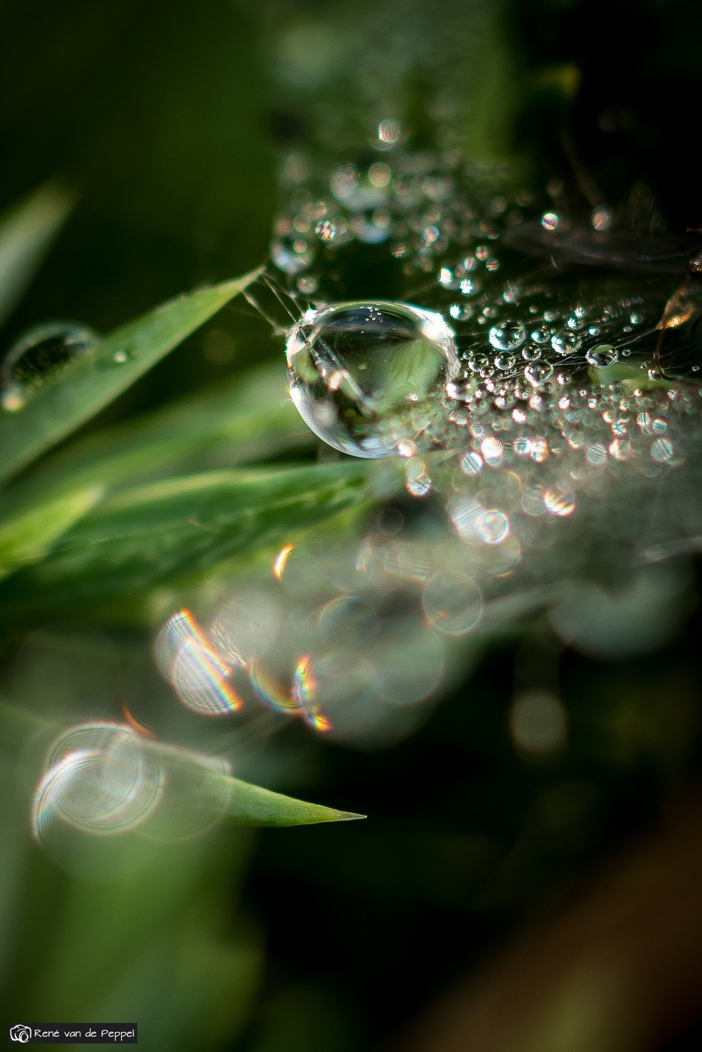 Samsung NX 60mm F2.8 Macro ED OIS SSA sample photo. Water drops photography