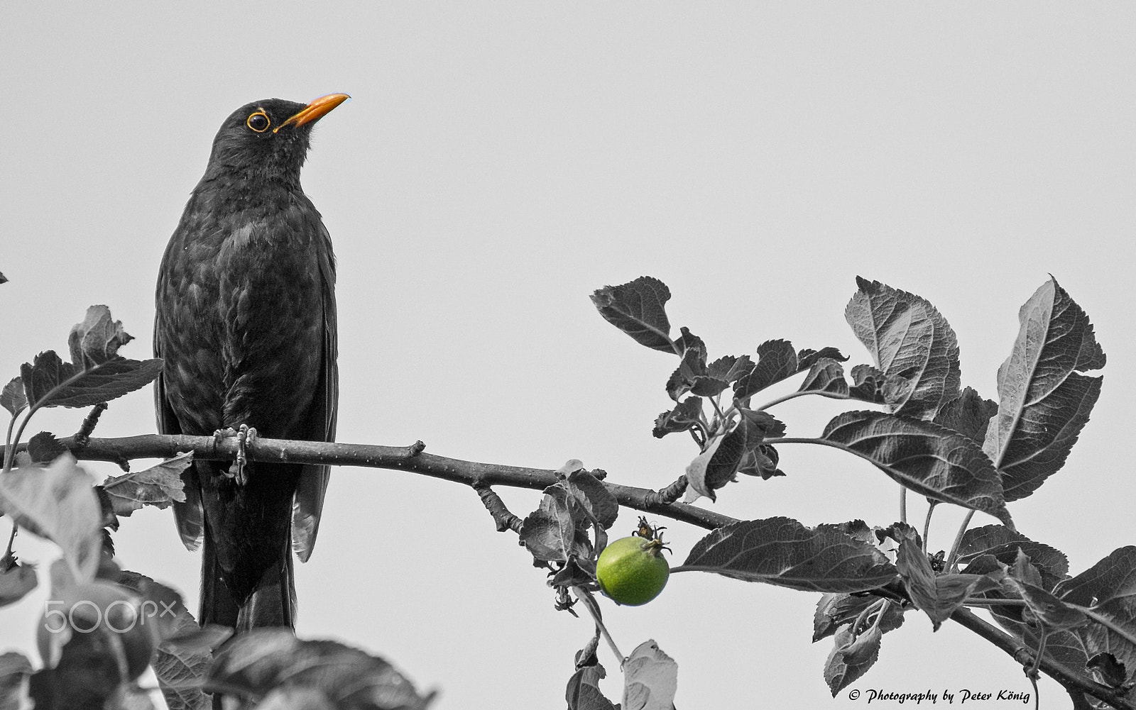 Fujifilm X-M1 + Fujifilm XC 50-230mm F4.5-6.7 OIS sample photo. The last apple photography