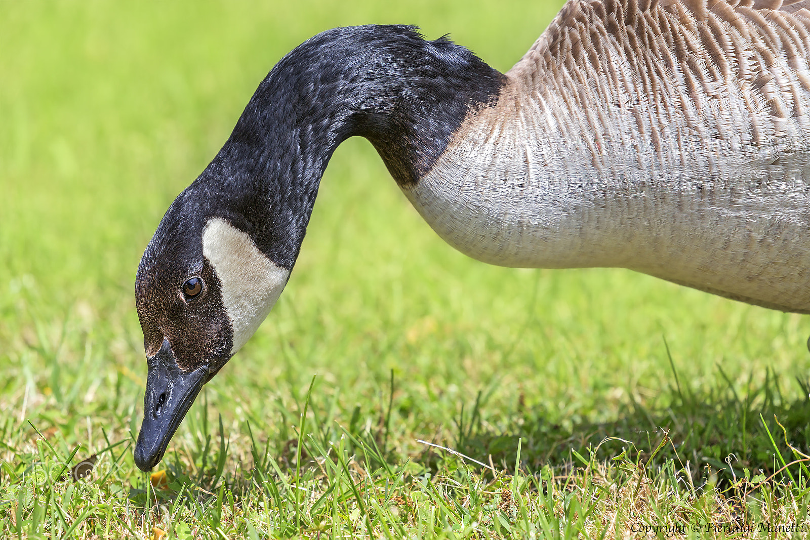 Canon EF 70-200mm F4L USM sample photo. Canadian goose - lake of bolsena photography