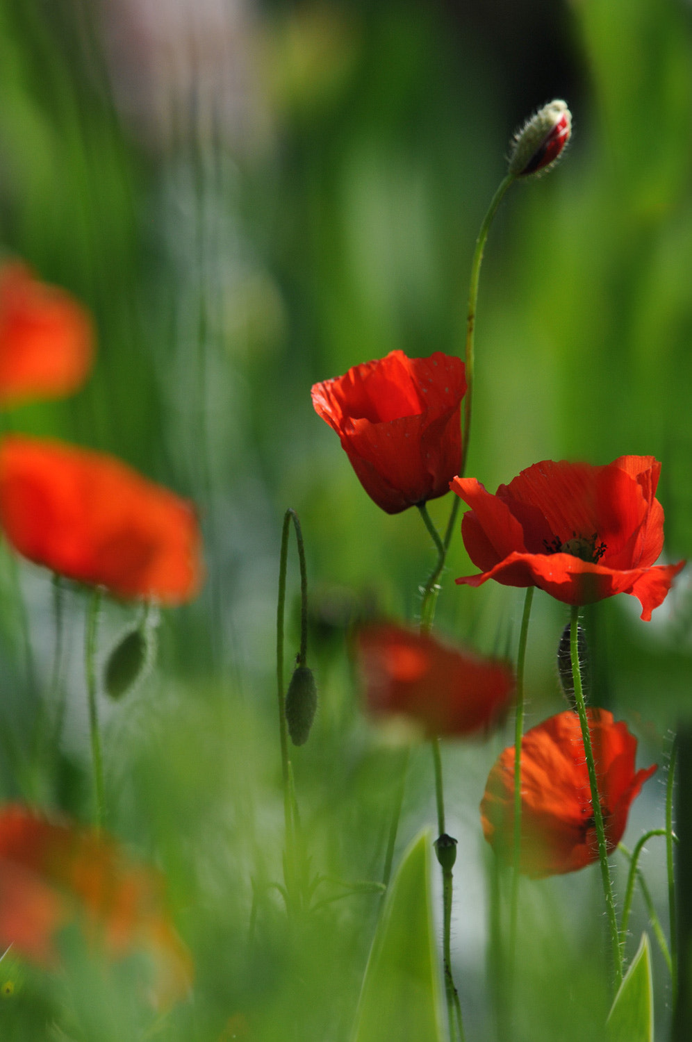 Nikon Nikkor AF-S 300mm F4E PF ED VR sample photo. Jolis coquelicots photography