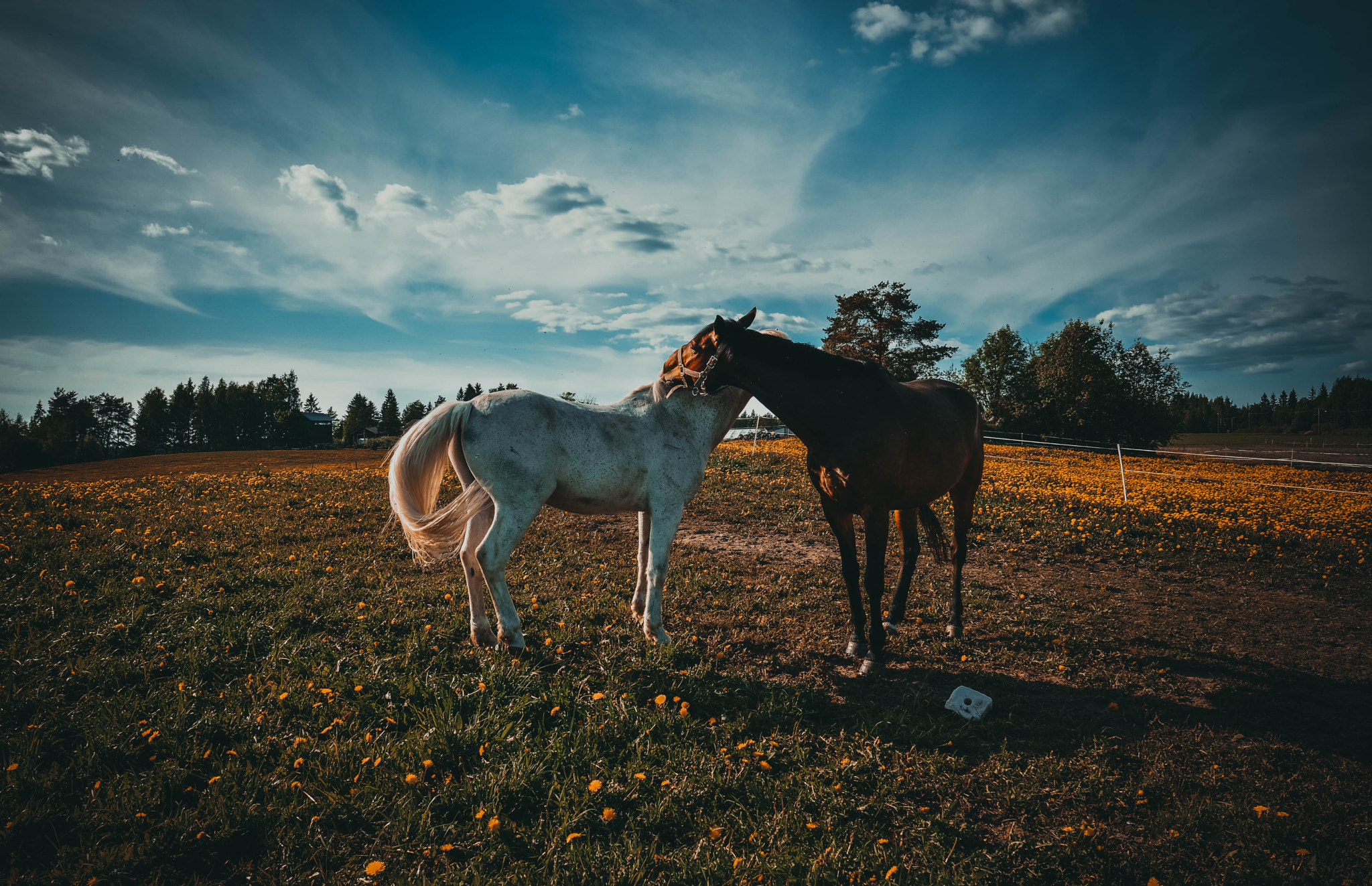 Nikon D5200 + Samyang 16mm F2 ED AS UMC CS sample photo. Wonderfull creatures photography