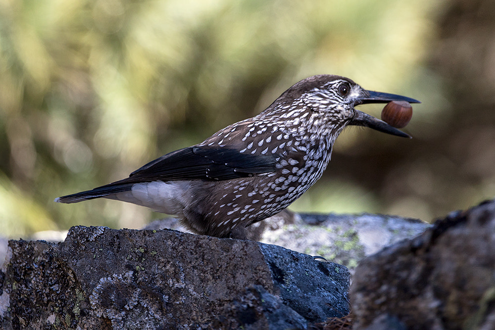Canon EF 300mm F2.8L IS II USM sample photo. Nocciolaia photography