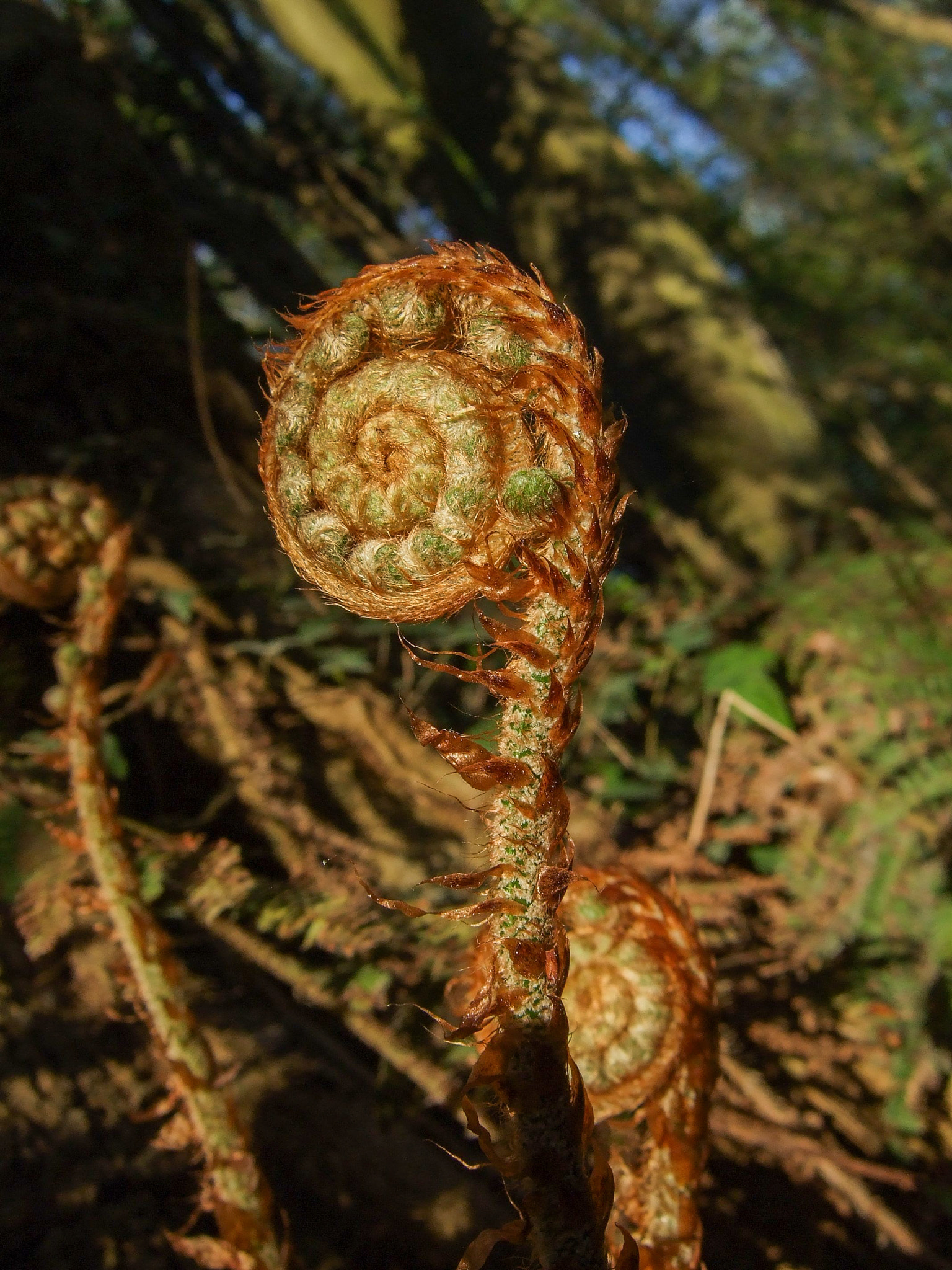 Fujifilm FinePix F30 sample photo. Fern spiral photography