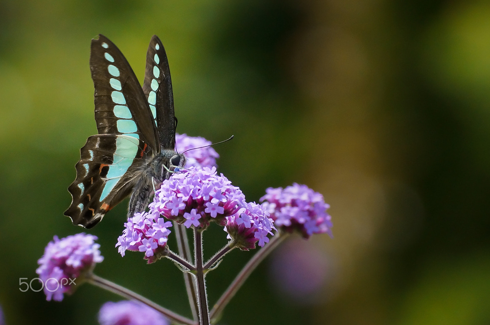 Sony SLT-A57 + Minolta AF 100mm F2.8 Macro [New] sample photo. The common bluebottle photography