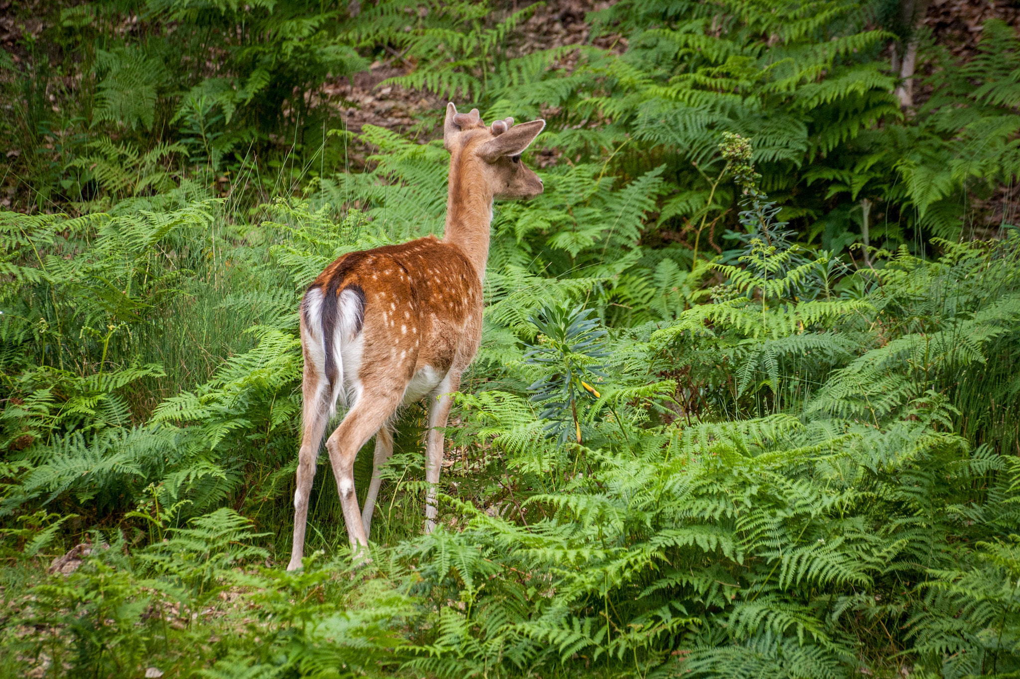 Sigma 70-300mm F4-5.6 APO DG Macro sample photo. Lonely deer photography