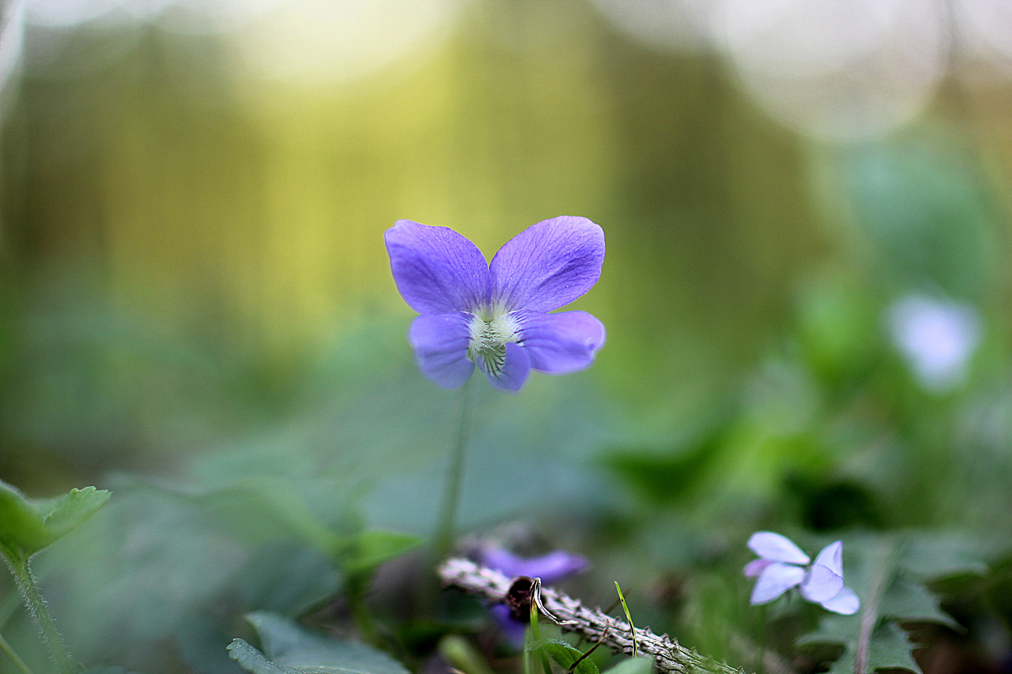 Tamron SP 45mm F1.8 Di VC USD sample photo. Wildflower all alone. photography