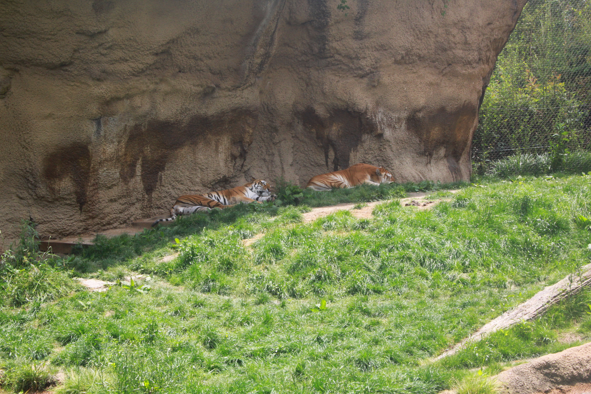 Canon EF-S 18-55mm F3.5-5.6 sample photo. Tigers photography