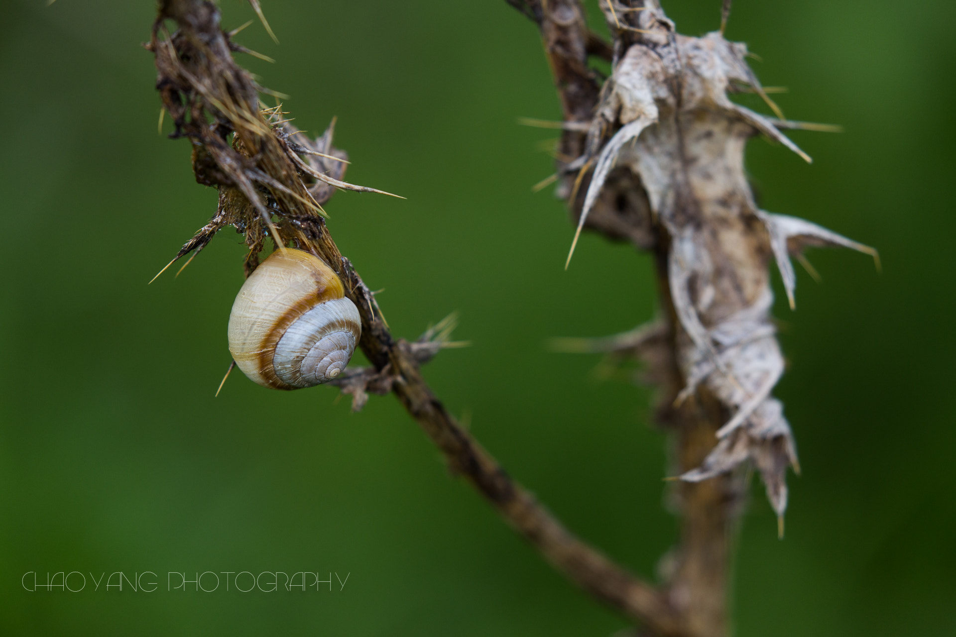 Canon EF 100-400mm F4.5-5.6L IS II USM sample photo