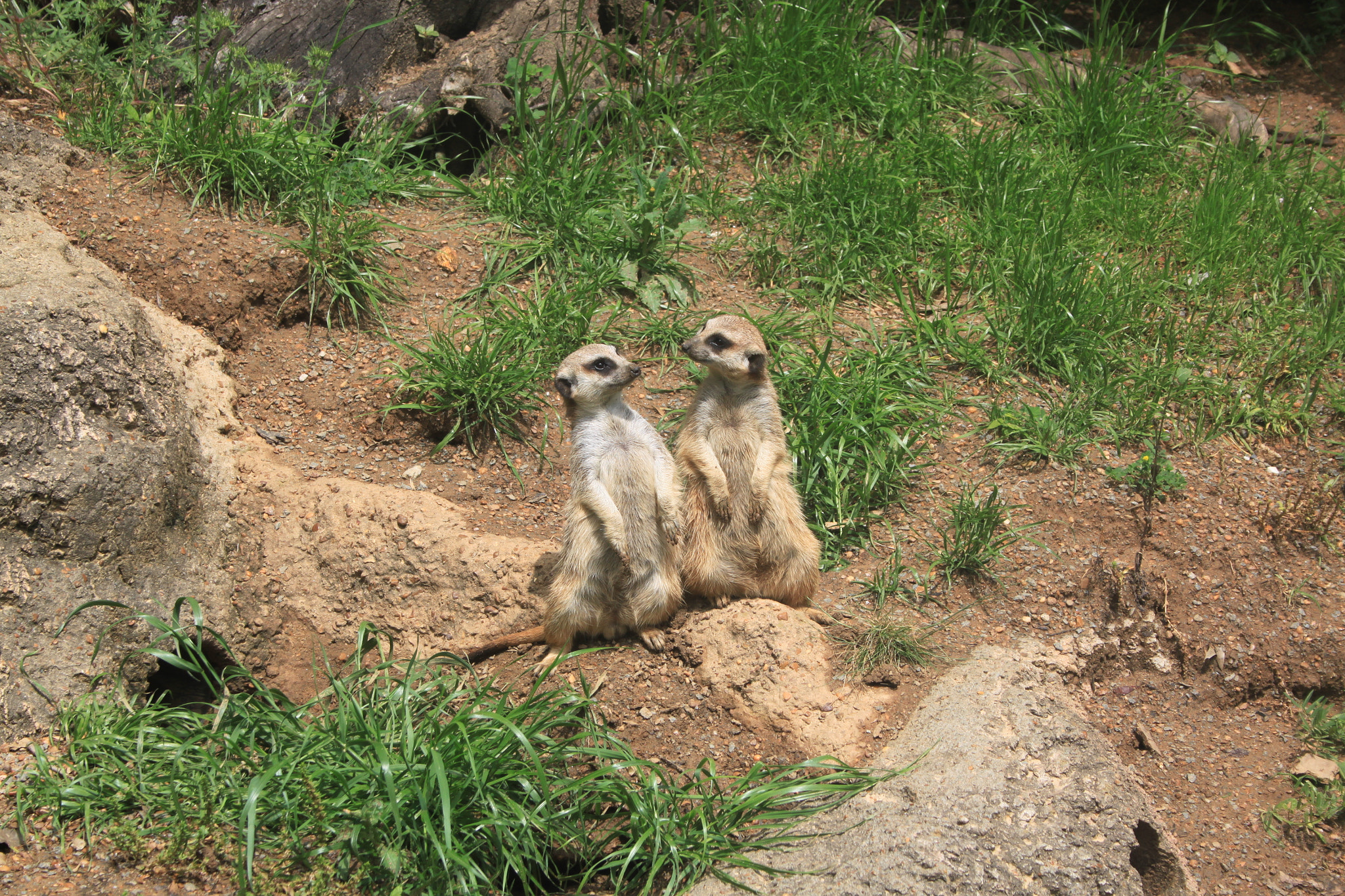Canon EF-S 18-55mm F3.5-5.6 sample photo. Meerkats photography