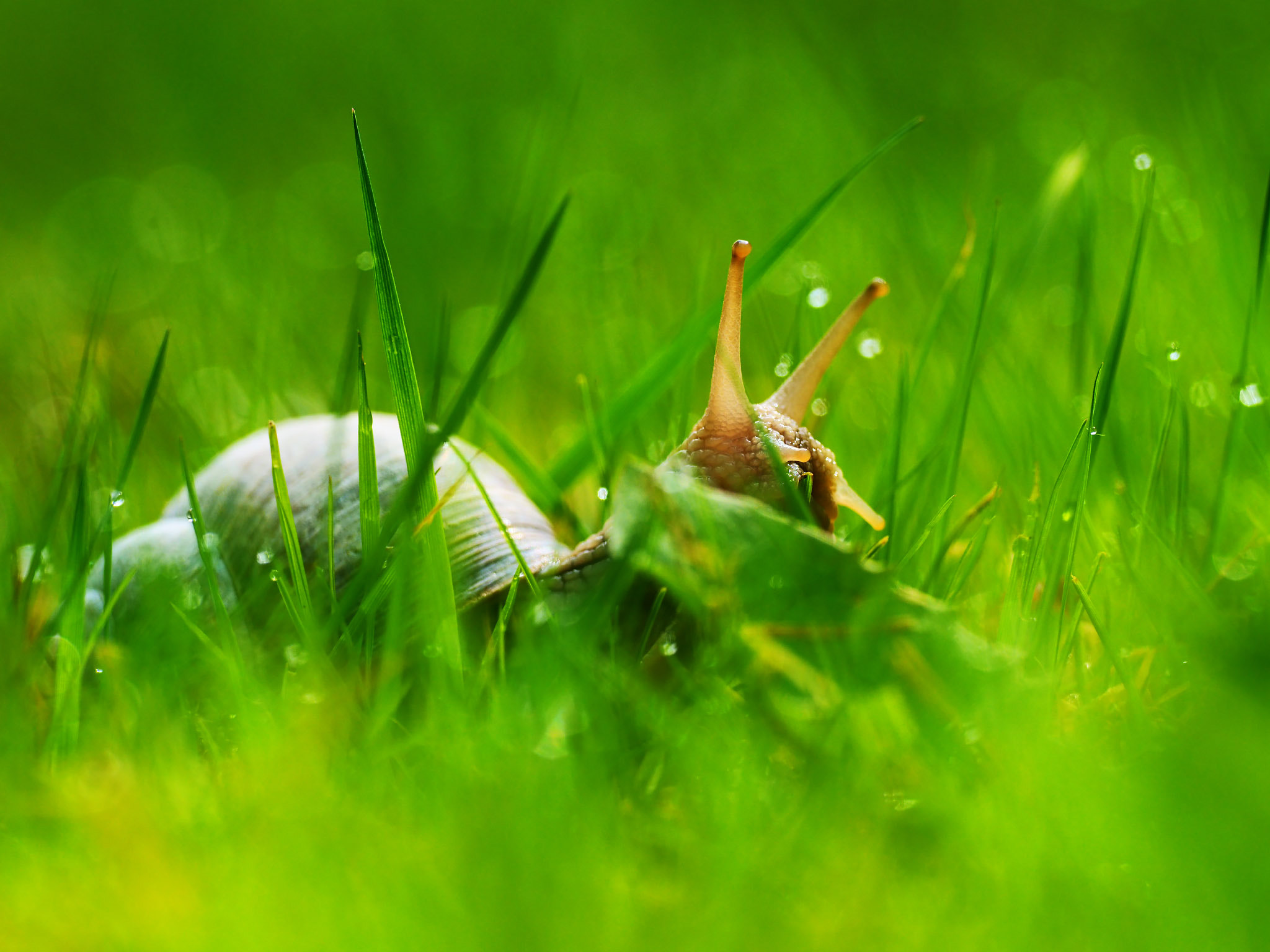 Olympus PEN-F + OLYMPUS M.300mm F4.0 sample photo. Snail run photography