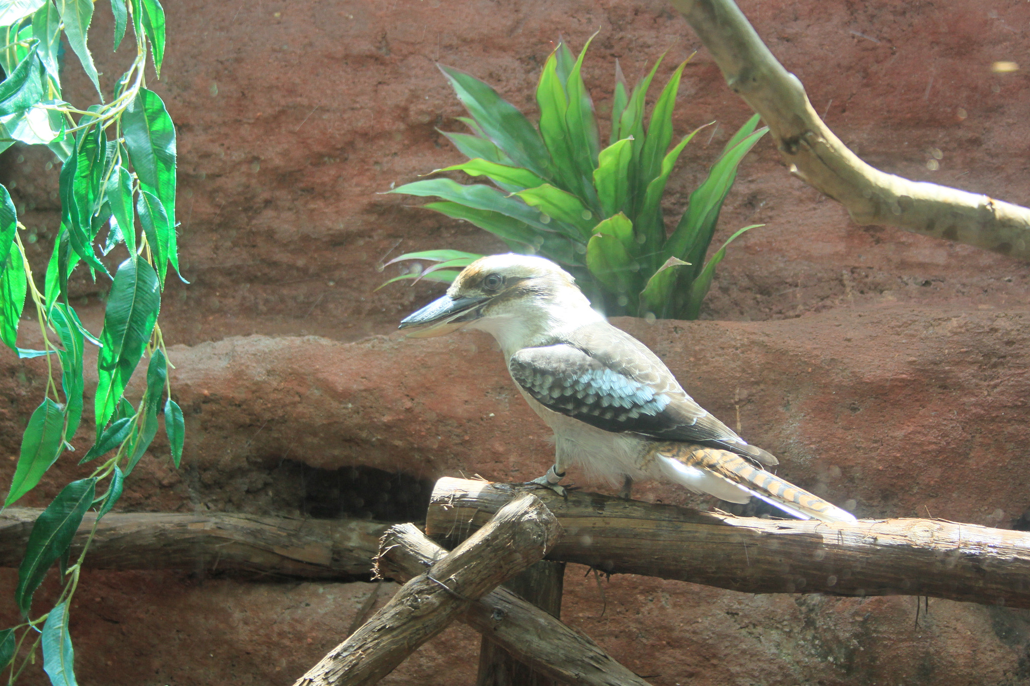 Canon EF-S 18-55mm F3.5-5.6 sample photo. Kookaburra photography