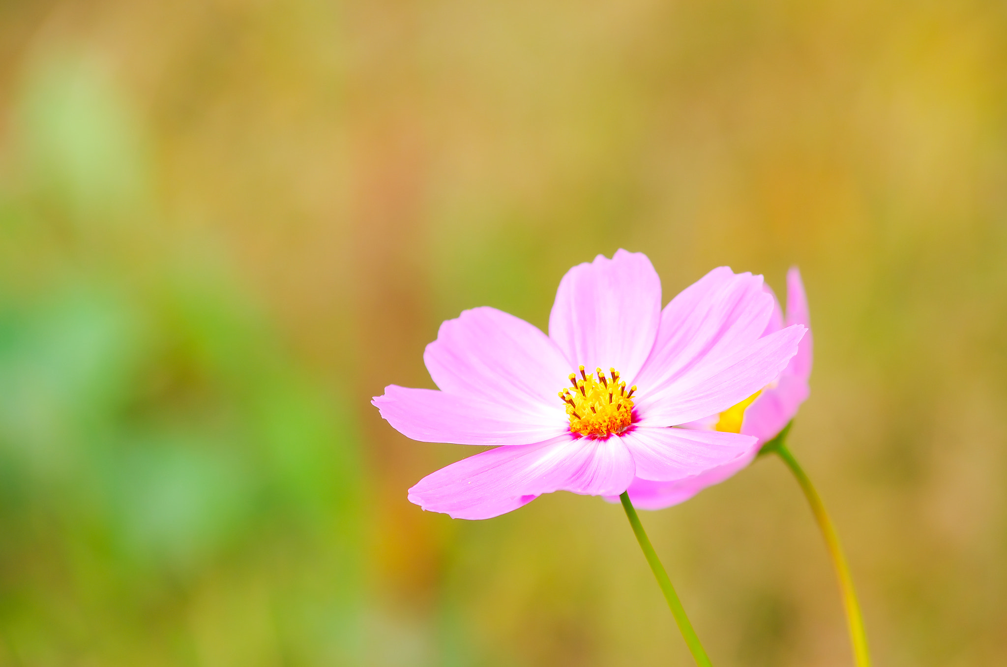 smc PENTAX-DA L 55-300mm F4-5.8 ED sample photo. Holy galsang flower photography