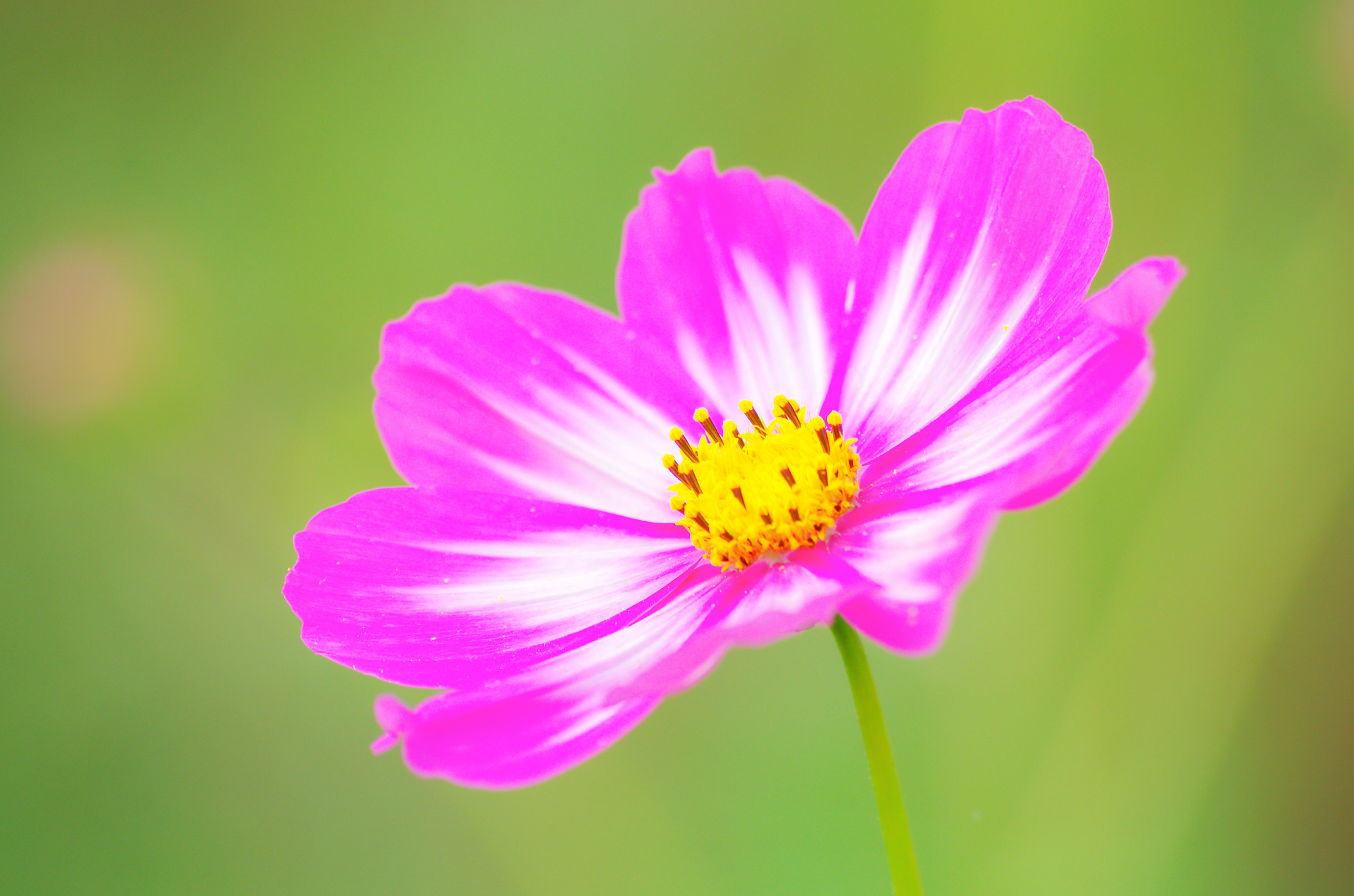 smc PENTAX-DA L 55-300mm F4-5.8 ED sample photo. Holy galsang flower photography