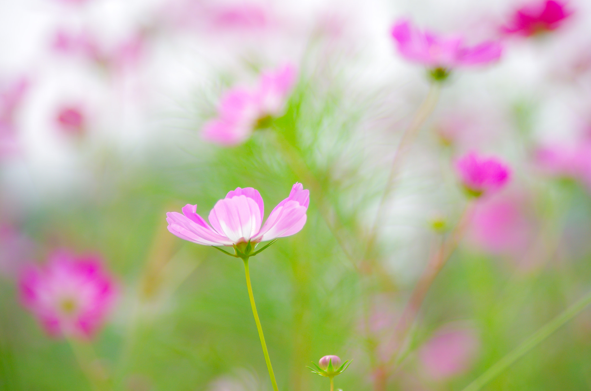 smc PENTAX-DA L 55-300mm F4-5.8 ED sample photo. Holy galsang flower photography