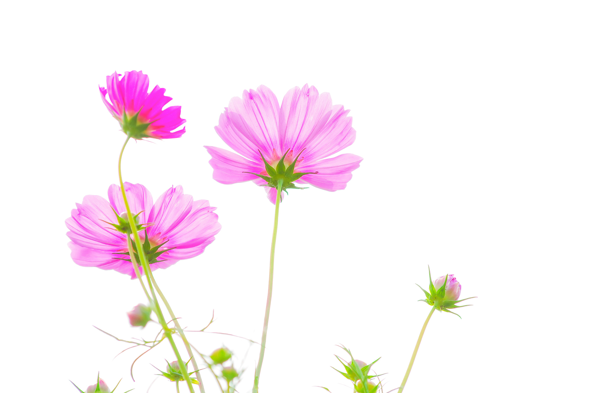 smc PENTAX-DA L 55-300mm F4-5.8 ED sample photo. Holy galsang flower photography